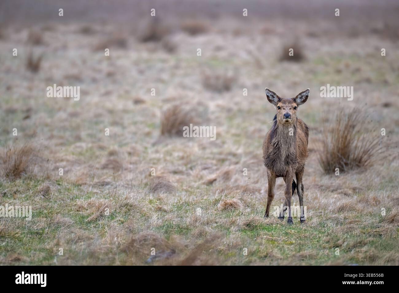 Ein einsamer junger Rotwild (Cervus elaphus) steht auf offenem Puffgras, nachdem er sich kurzzeitig von seiner Herde getrennt hat. Das Jungtier fac Stockfoto