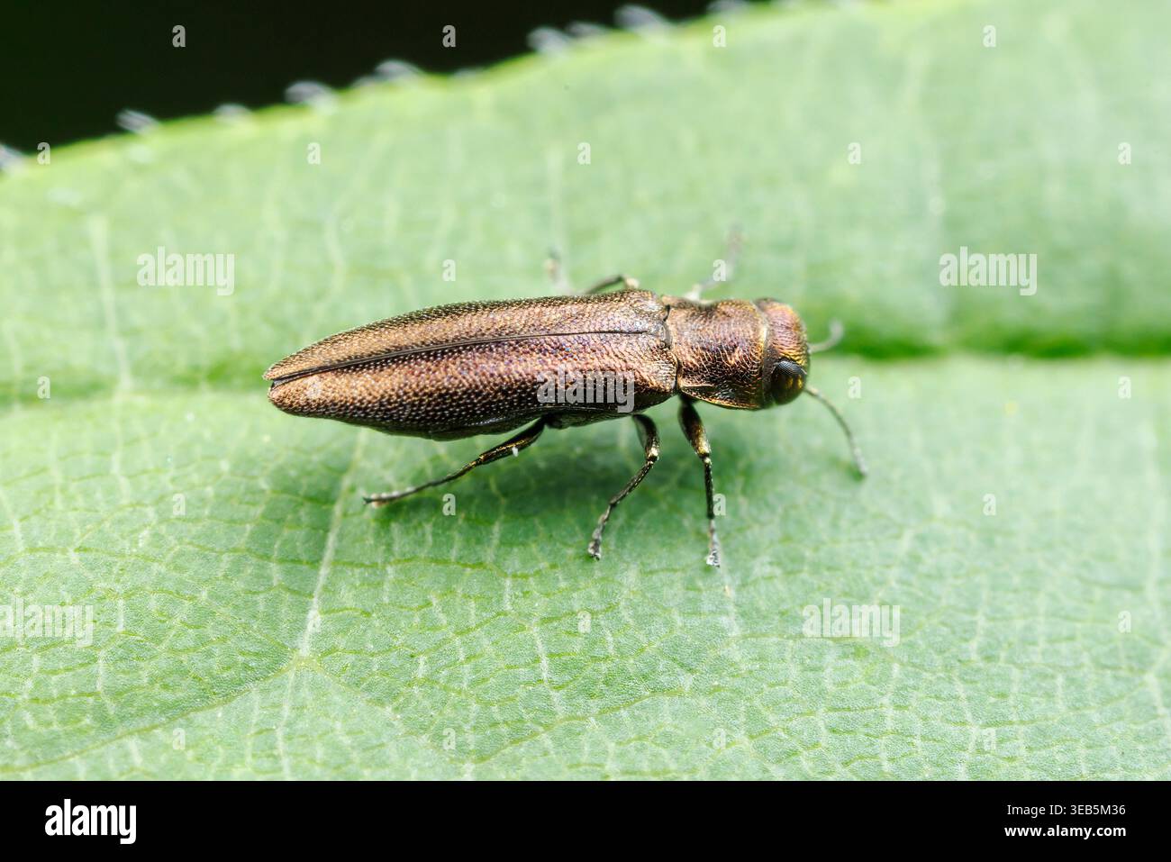 Buprestid Käfer (Agrilus sp.) Stockfoto