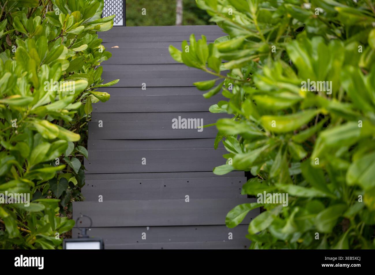 Holztreppe umgeben von dichter grüner Vegetation am Tubkaek Beach Krabi Thailand. Natürlicher Pfad führt durch tropischen Garten. Stockfoto