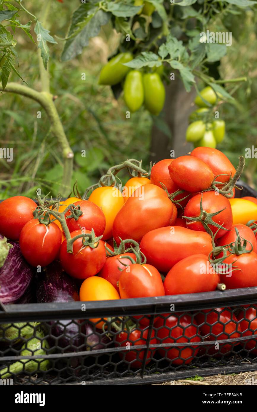 Kiste gefüllt mit verschiedenen Reifen Tomaten, einschließlich runden, Pflaumen und gelben Sorten, zusammen mit violetten Auberginen, die eine reichliche Ernte von A zeigen Stockfoto