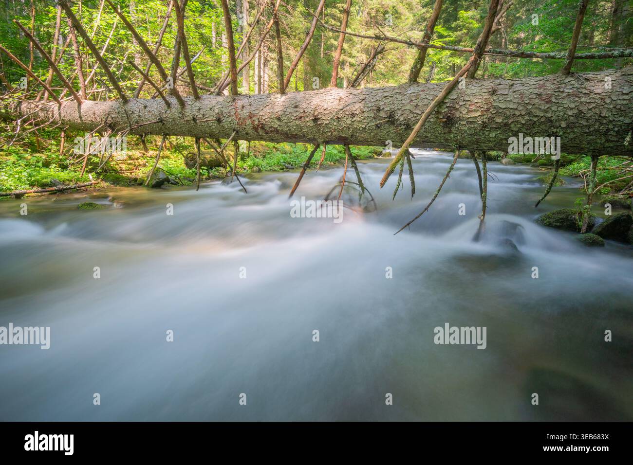 Blick auf einen umgestürzten Baumstamm über einem schnell fließenden Bergbach mit lang ausgesetztem Wassereffekt im üppigen Wald von Vajskovska dolina Dolna Lehota, Stockfoto