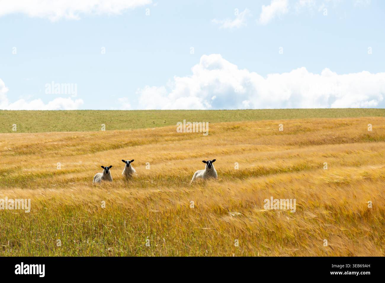 Drei Schafe, die auf einem Feld aus goldenem Korn stehen Stockfoto