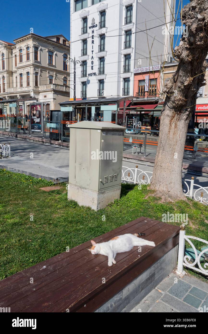 Eine Katze entspannt sich. Katzen sind ein wichtiges Merkmal der türkischen Kultur und können in den meisten Teilen der Stadt in freier Wildbahn beobachtet werden. Istanbul, Türkiye. Stockfoto