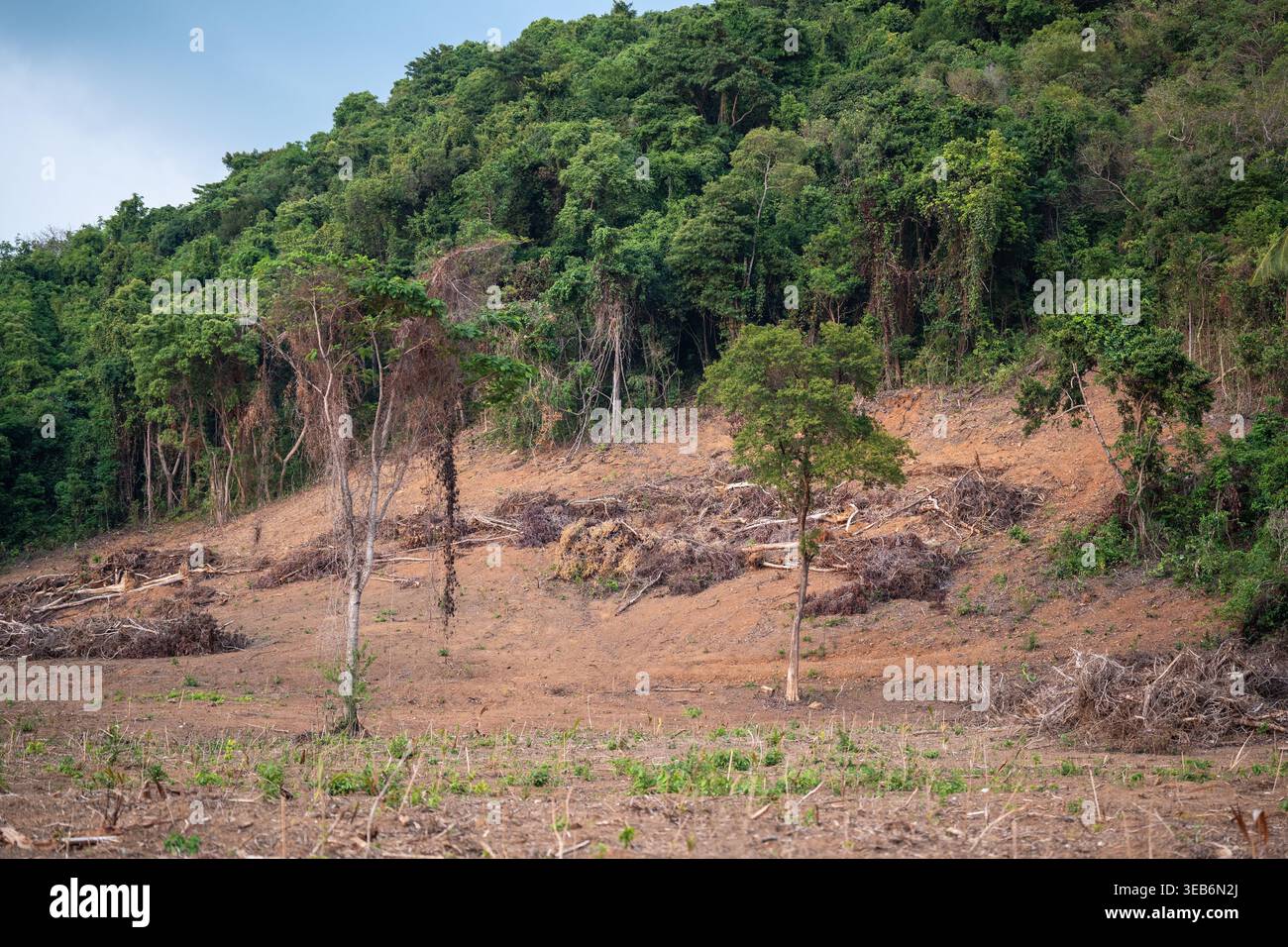 Entwaldung tropischer Regenwälder in Asien, üppige grüne Dschungel werden massiv reduziert, um zukünftige Flächenerschließung und menschliche Landwirtschaft zu ermöglichen Stockfoto