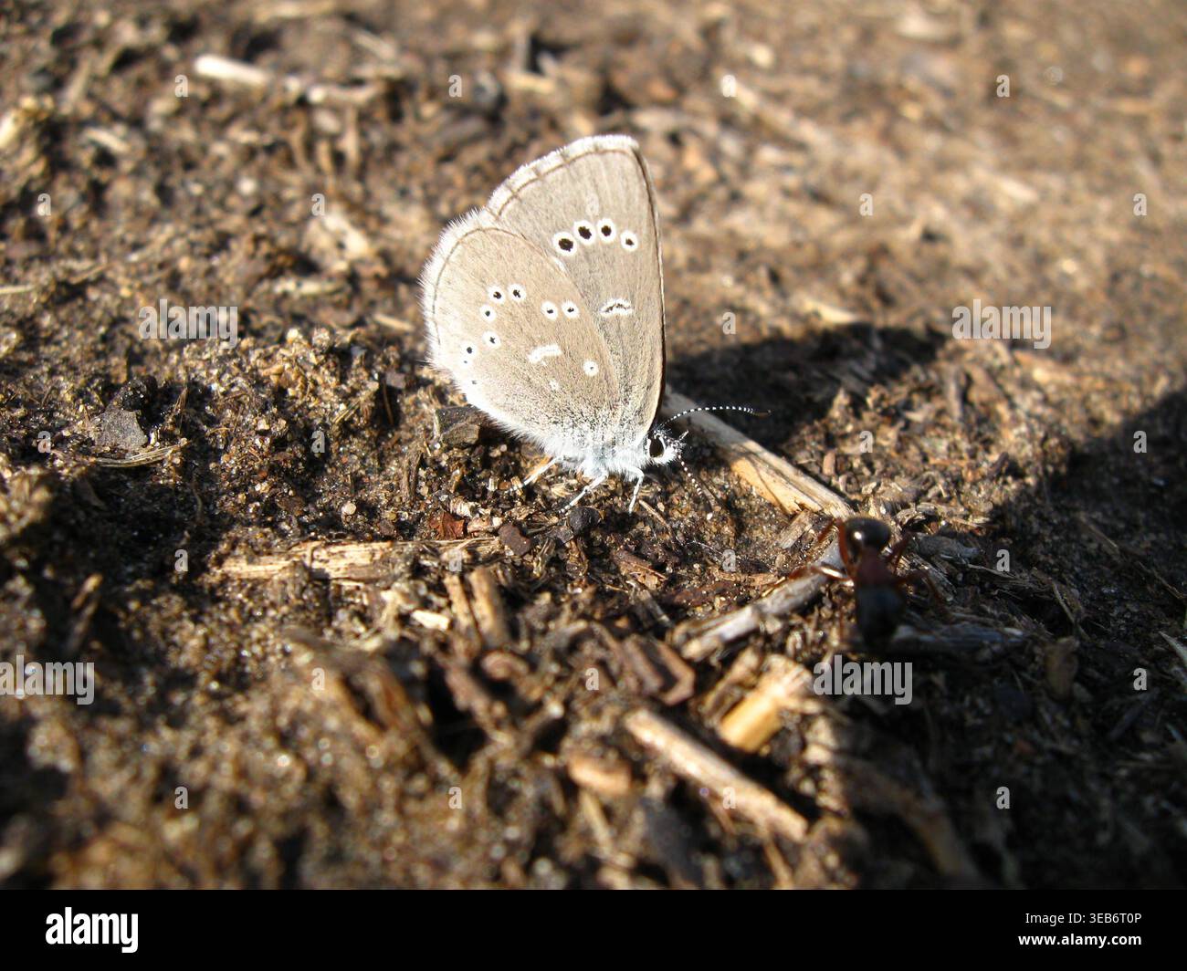 Silbriger Blauer Schmetterling Findet Feuchtigkeit Stockfoto