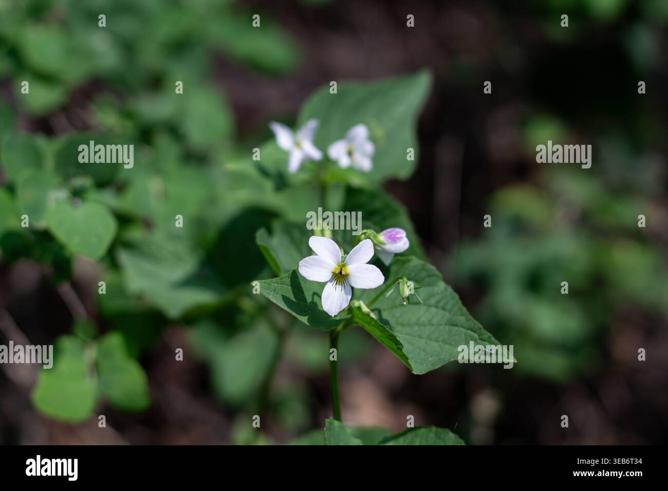 Elegante Und Schöne Kanadische Weißveilchen Stockfoto