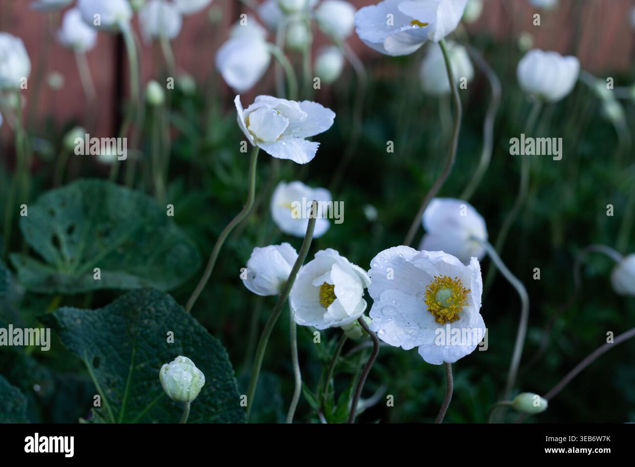 Schöne Weiße Schneeglöckchen Anemonen Blumen Stockfoto