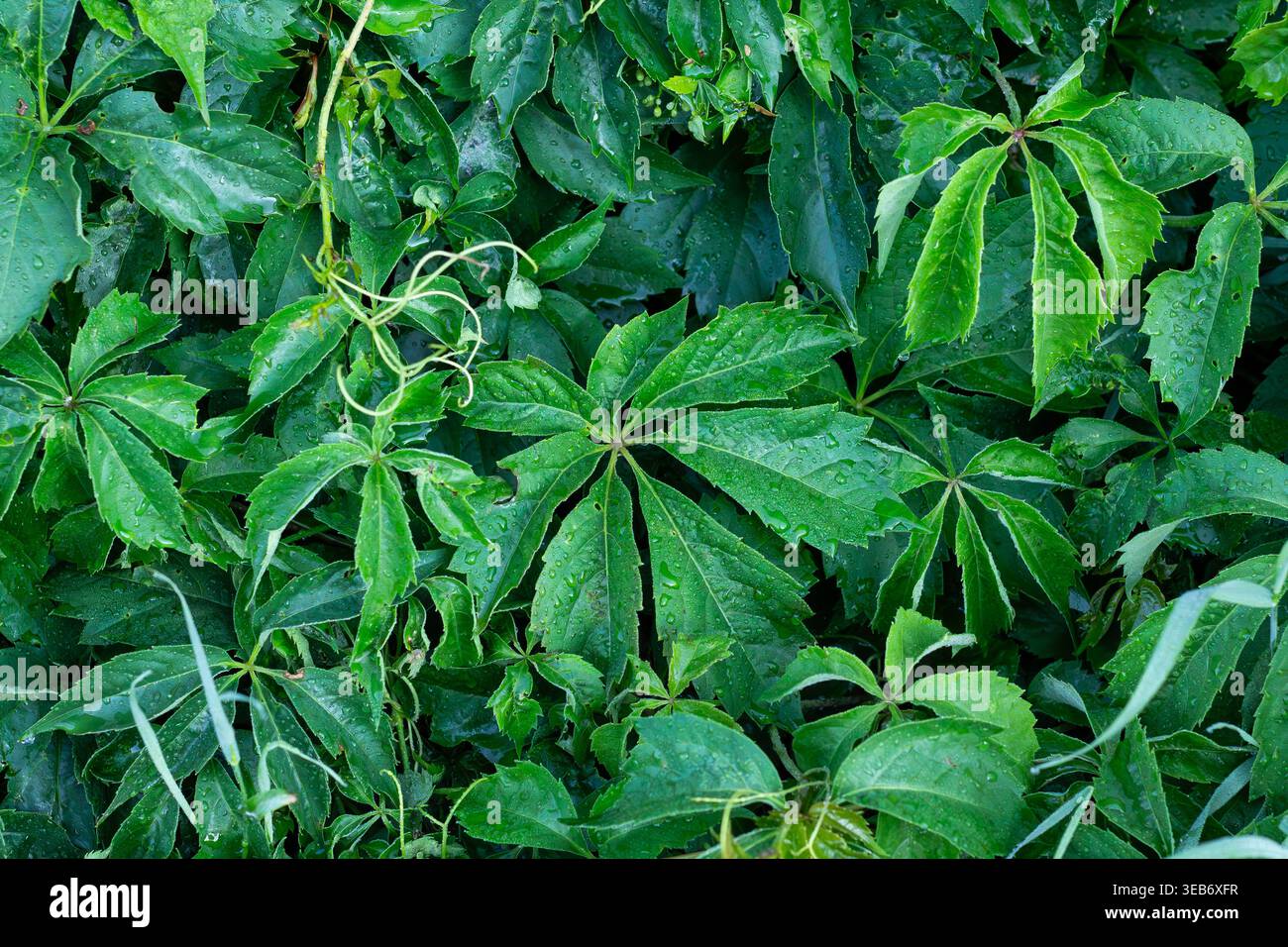 Frischer Morgentau Auf Viriginia Creeper Laub Stockfoto