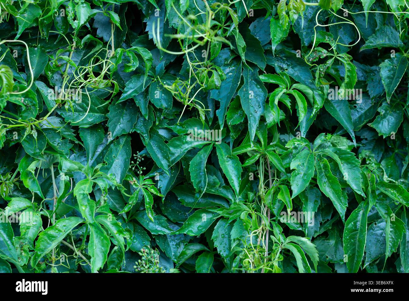 Frischer Morgentau Auf Viriginia Creeper Laub Stockfoto