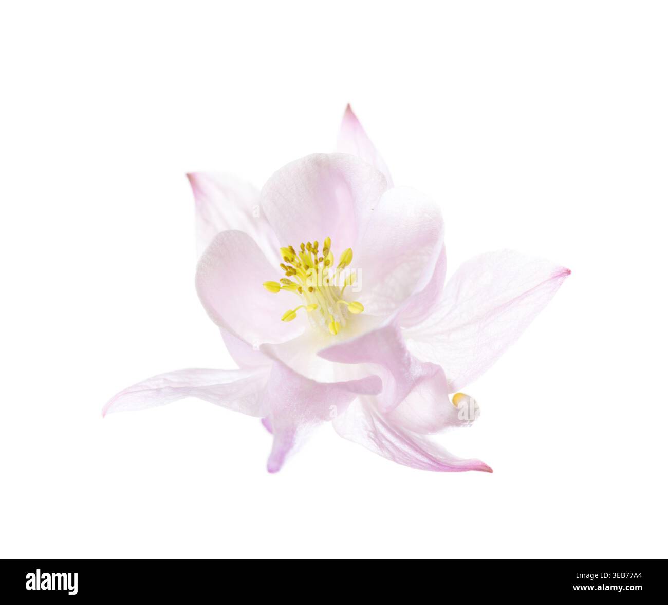 Nahaufnahme einer blassrosa Aquilegia-Blüte auf weißem Hintergrund. Stockfoto