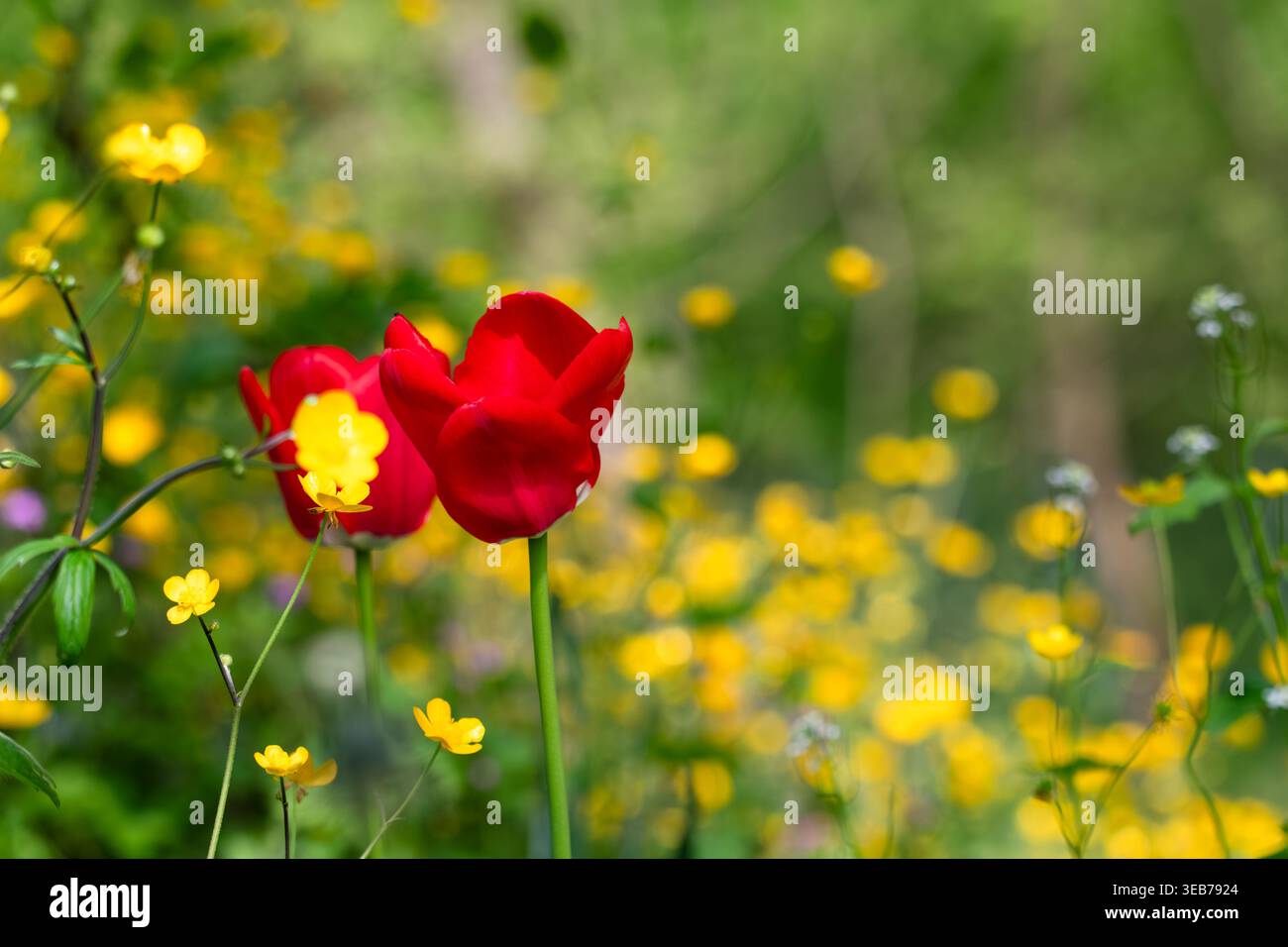 Blick auf rote Tulpen und gelbe Wildblumen, die auf einer üppig grünen Wiese mit weichem Bokeh-Hintergrund blühen Zagreb, Kroatien. Stockfoto