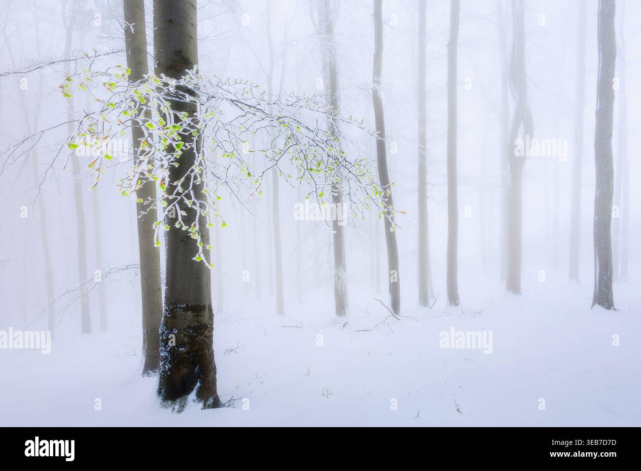 Buche mit Laubzweig in Buche verschneiten Wald Stockfoto