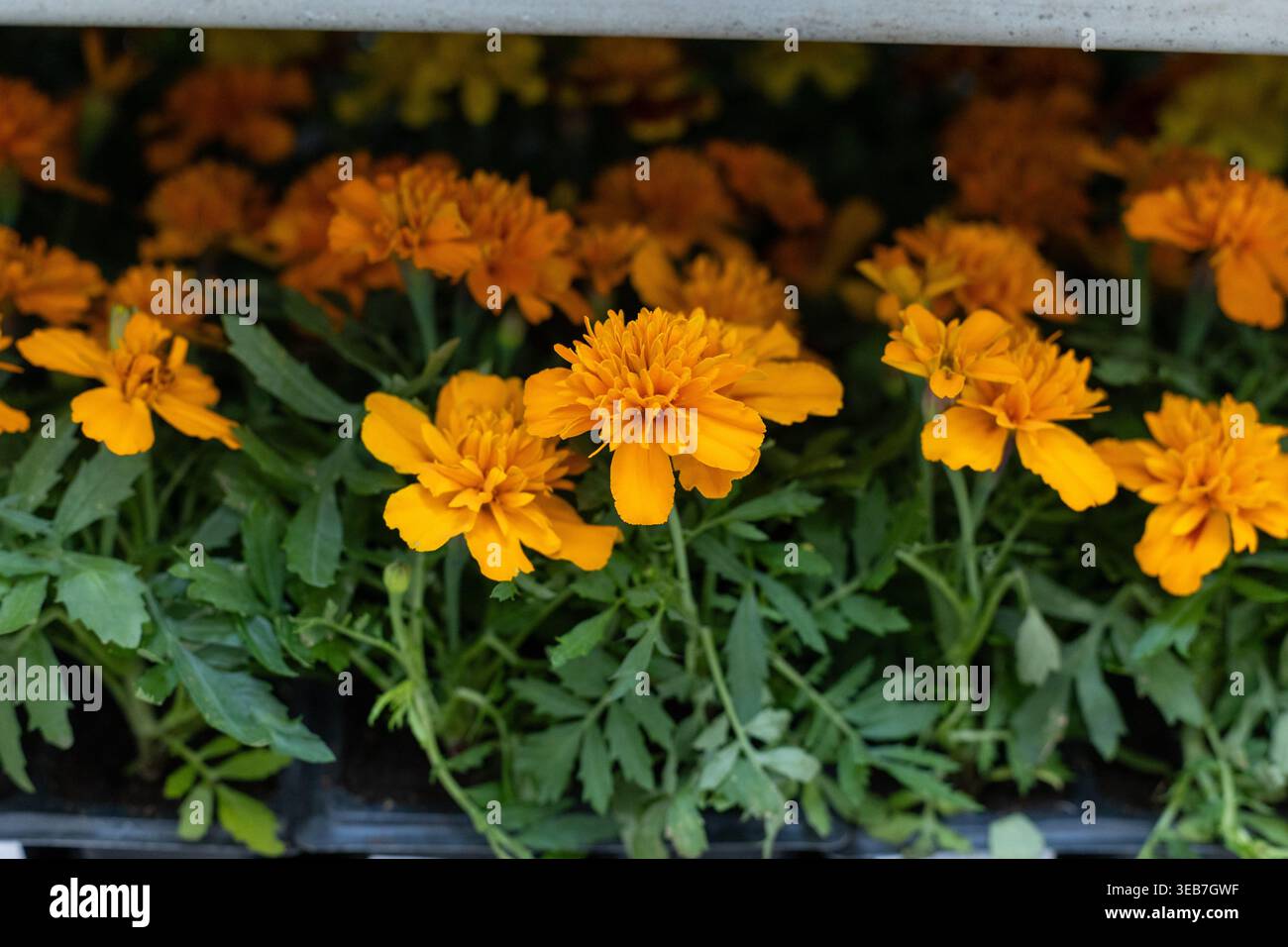 Orange Ringelblumen in einem Regal im Laden Stockfoto