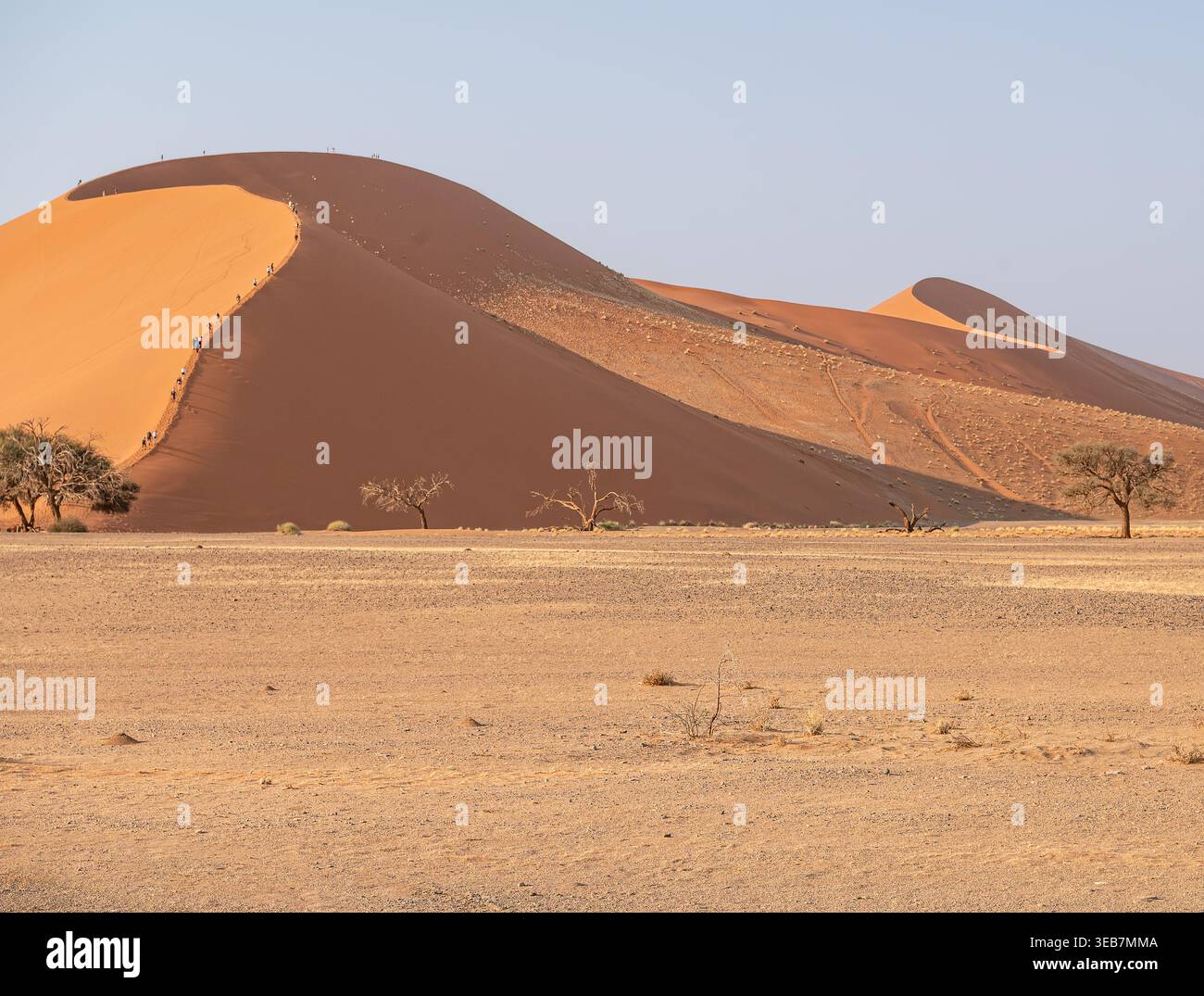 Touristen klettern die Düne 40 mit Bäumen am Boden in der Namib-Wüste, Namibia, Afrika Stockfoto