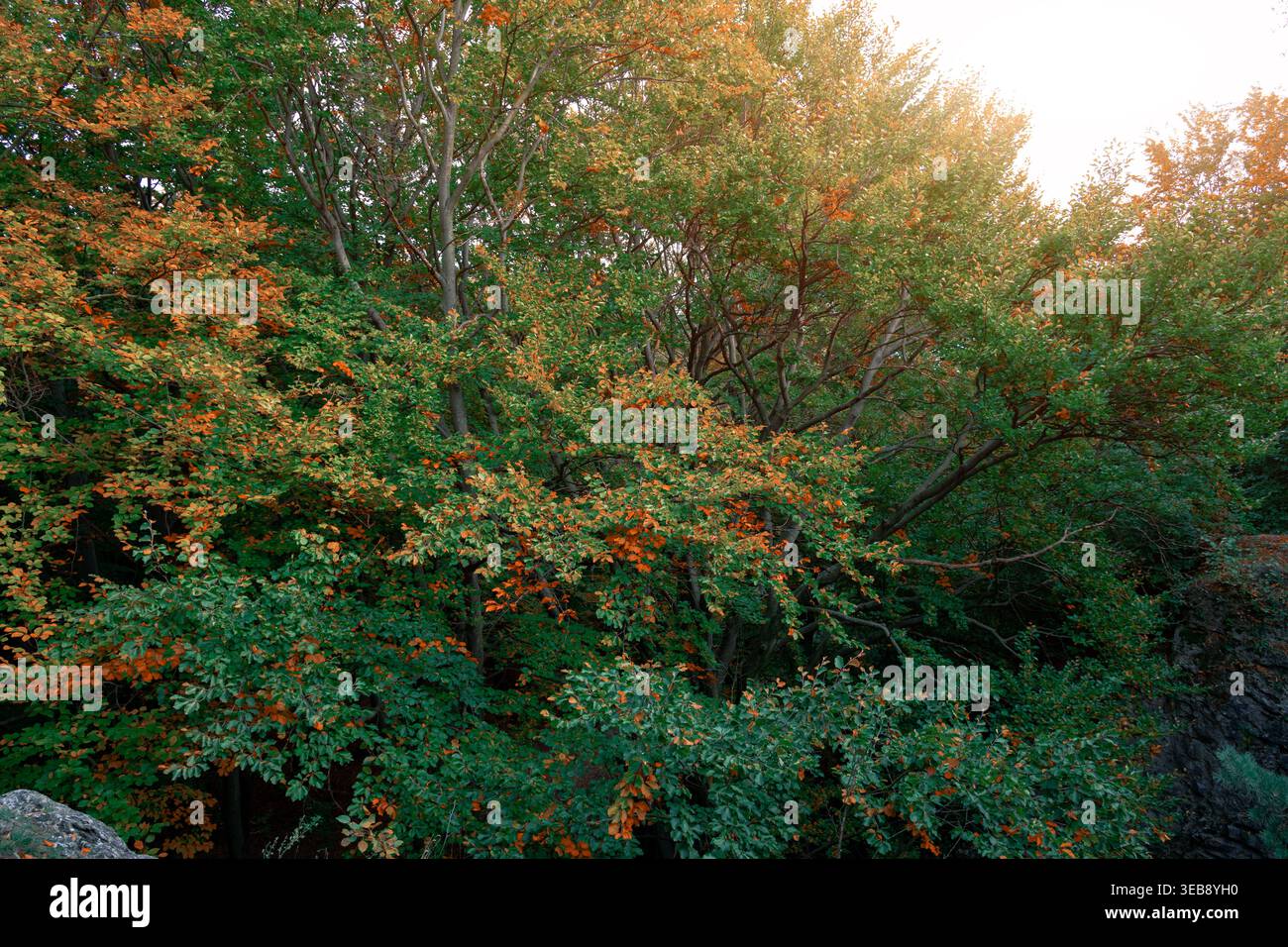 Goldene Sonnenstrahlen beleuchten ein lebendiges Walddach, das den Übergang von grünen zu gelben Blättern im Herbst zeigt Stockfoto