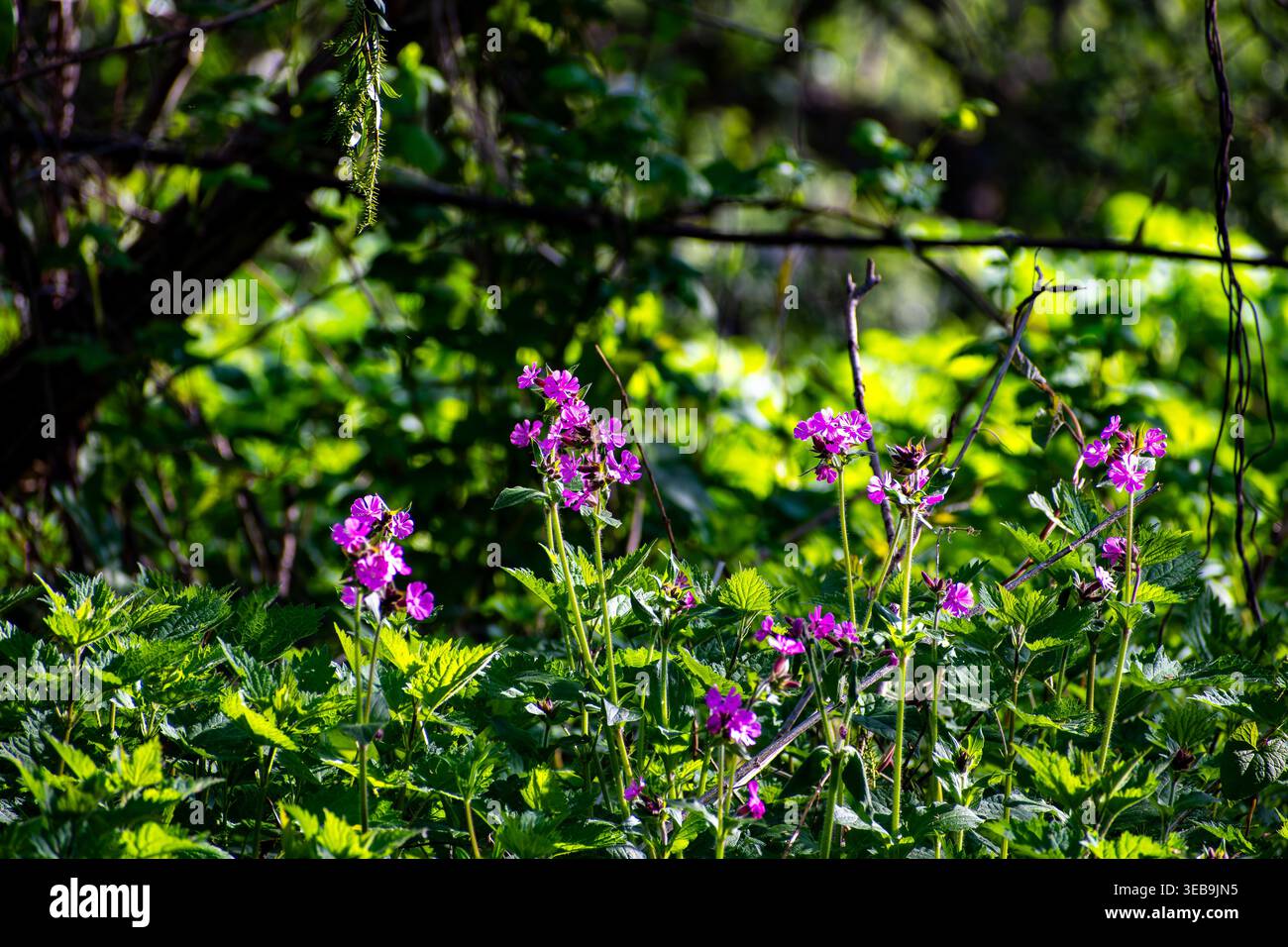 Roter Frauenmantel Wildblumen blühen an einem schattigen Waldrand Stockfoto