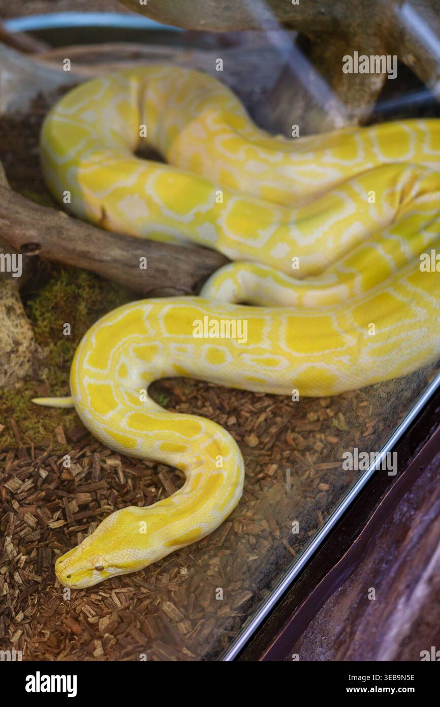 Gelbe Albino Burmese Python im Terrarium Stockfoto
