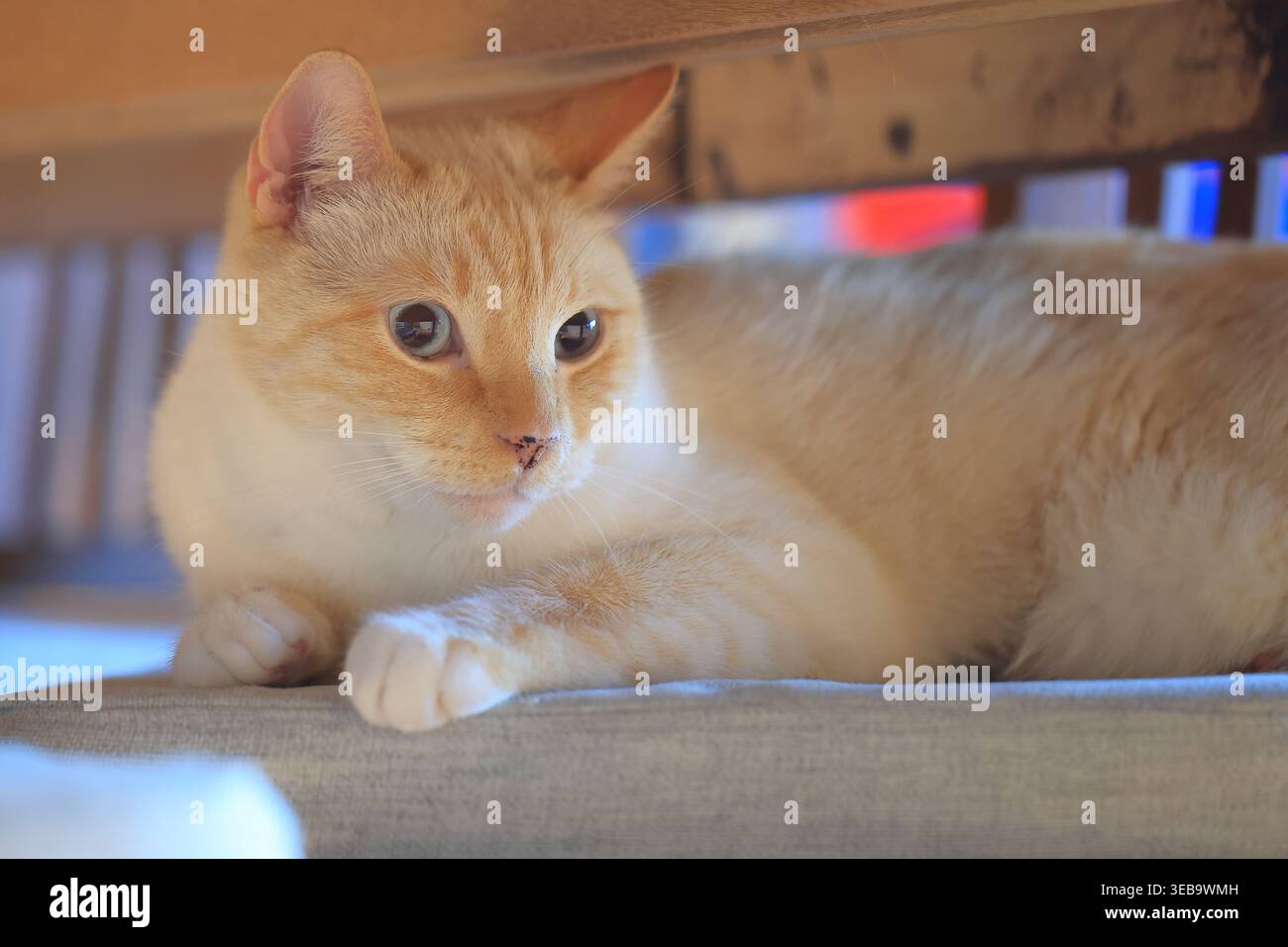 Cremefarbene Hauskatze, die im Inneren in weichem Licht ruht Stockfoto