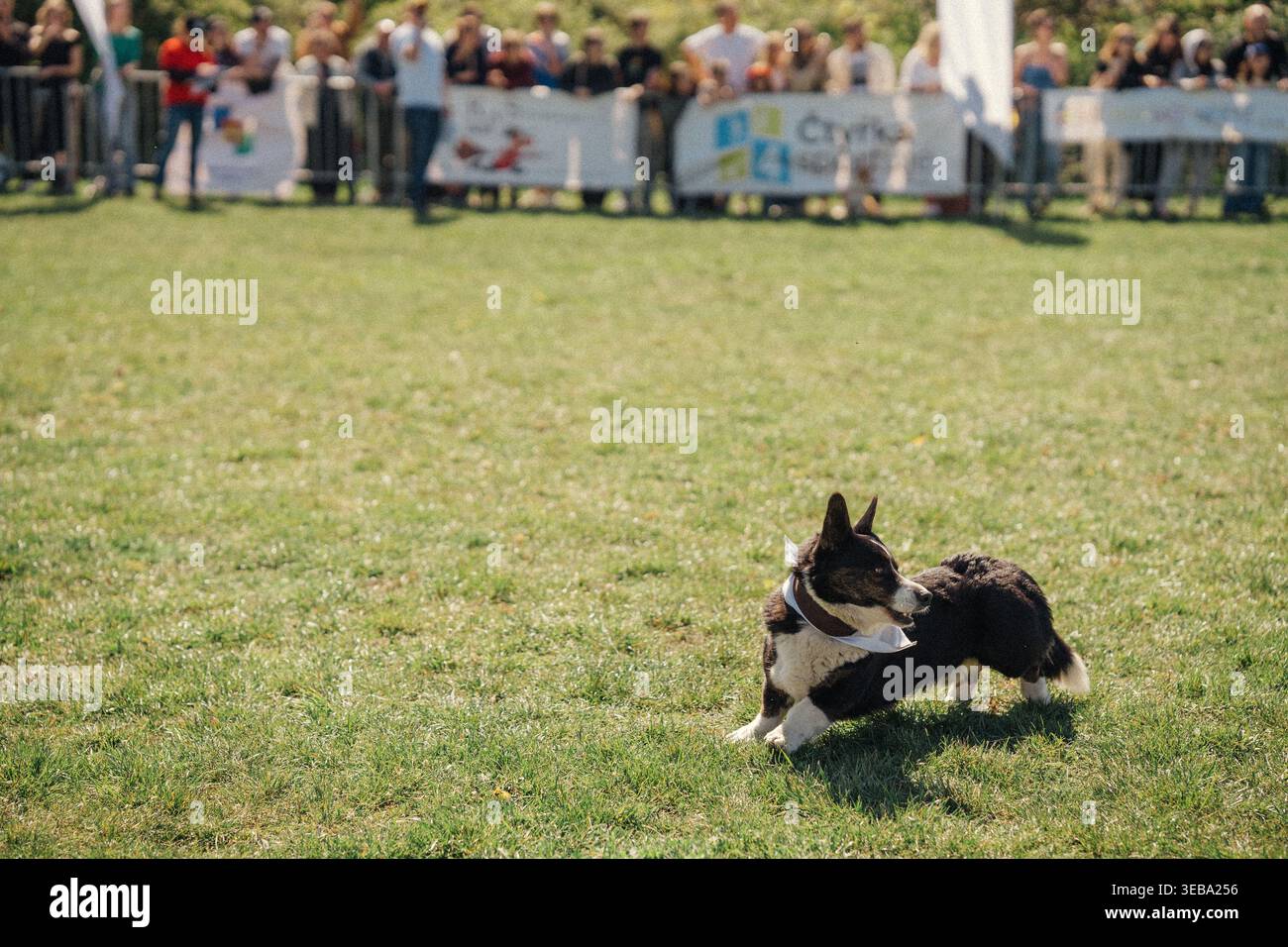 Corgi läuft in einem Park in Prag während einer Versammlung von Hundeliebhabern und ihren Haustieren Stockfoto