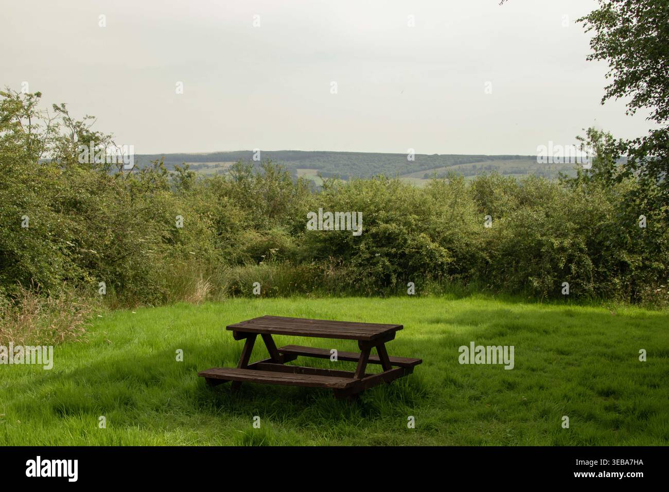 Ein leerer hölzerner Picknicktisch auf einem üppig grünen Rasen, umgeben von dichten Büschen. Stockfoto