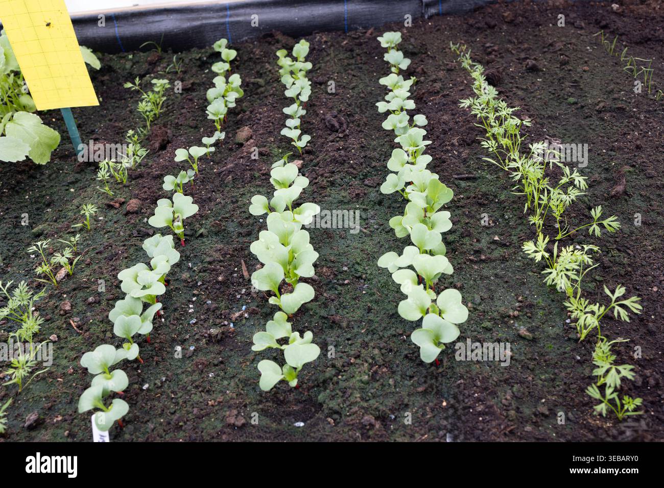 Radieschen, Karotten und Zwiebeln in UK Polytunnel Stockfoto