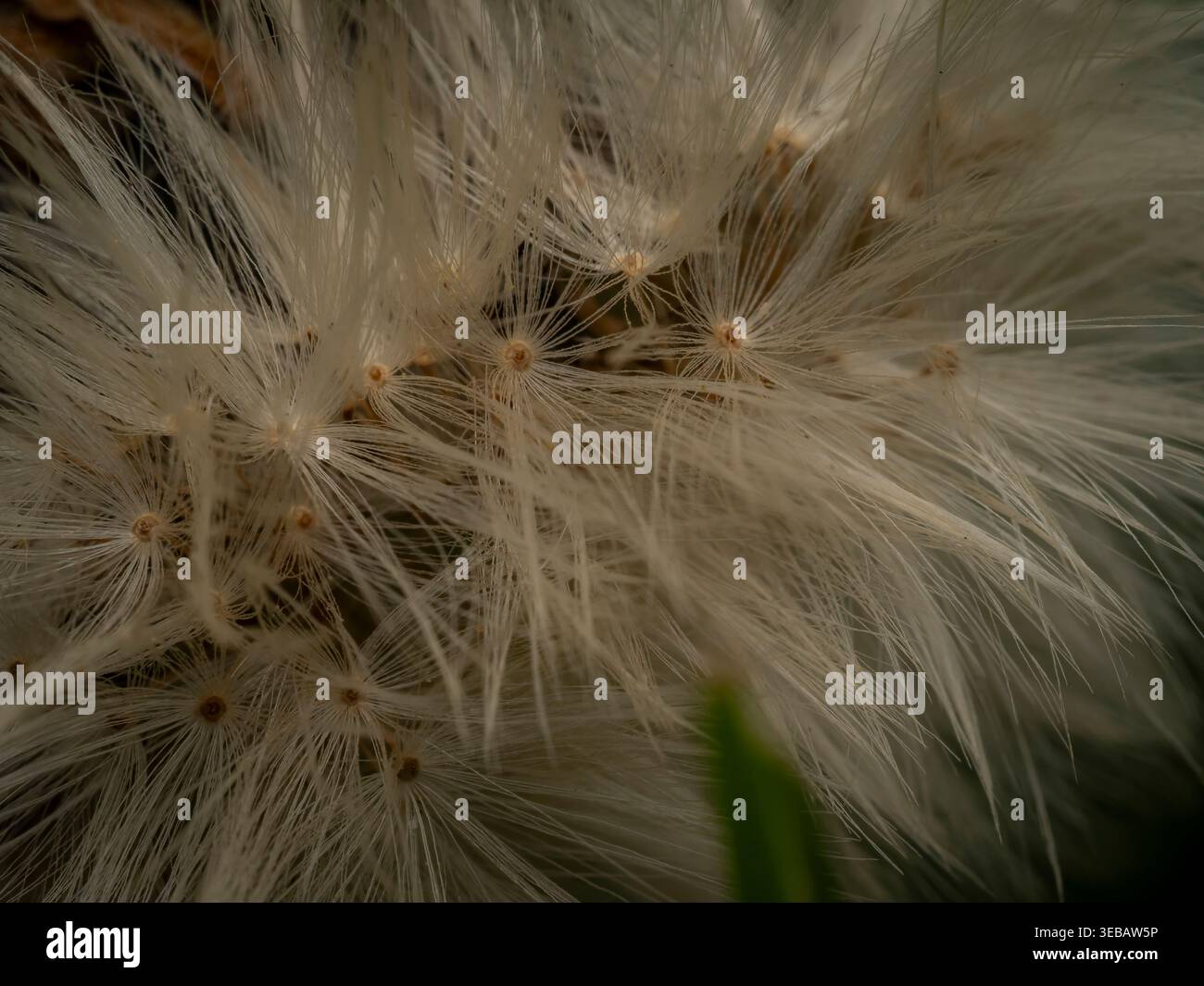 Detaillierte Makrofotografie, die zarte, federweiße Samenköpfe einer Pflanze im Freien aus nächster Nähe einfängt Stockfoto