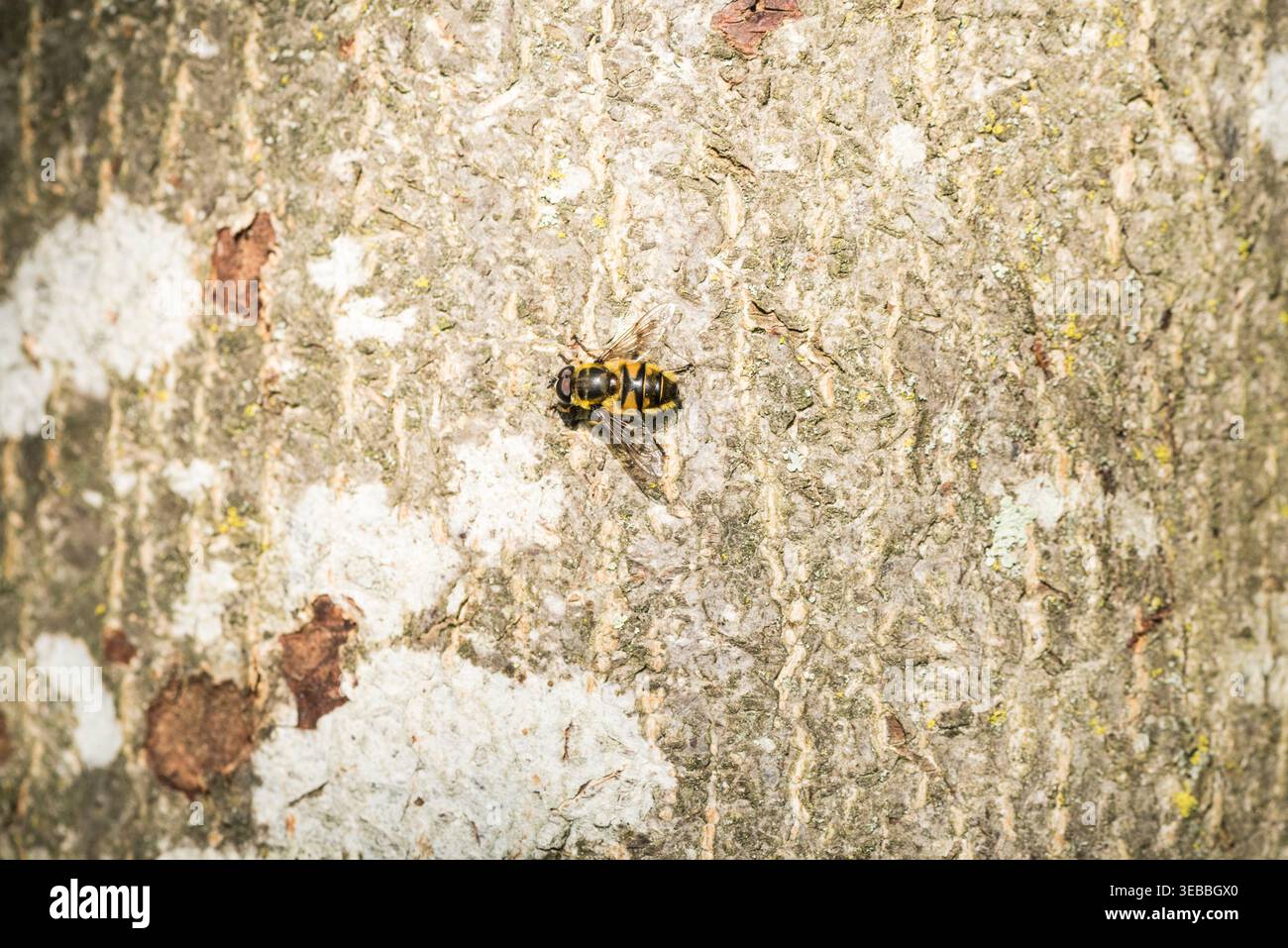 Batman Hoverfly (Myathropa florea) auf einem Baumstamm in Richmond Park, Surrey Stockfoto