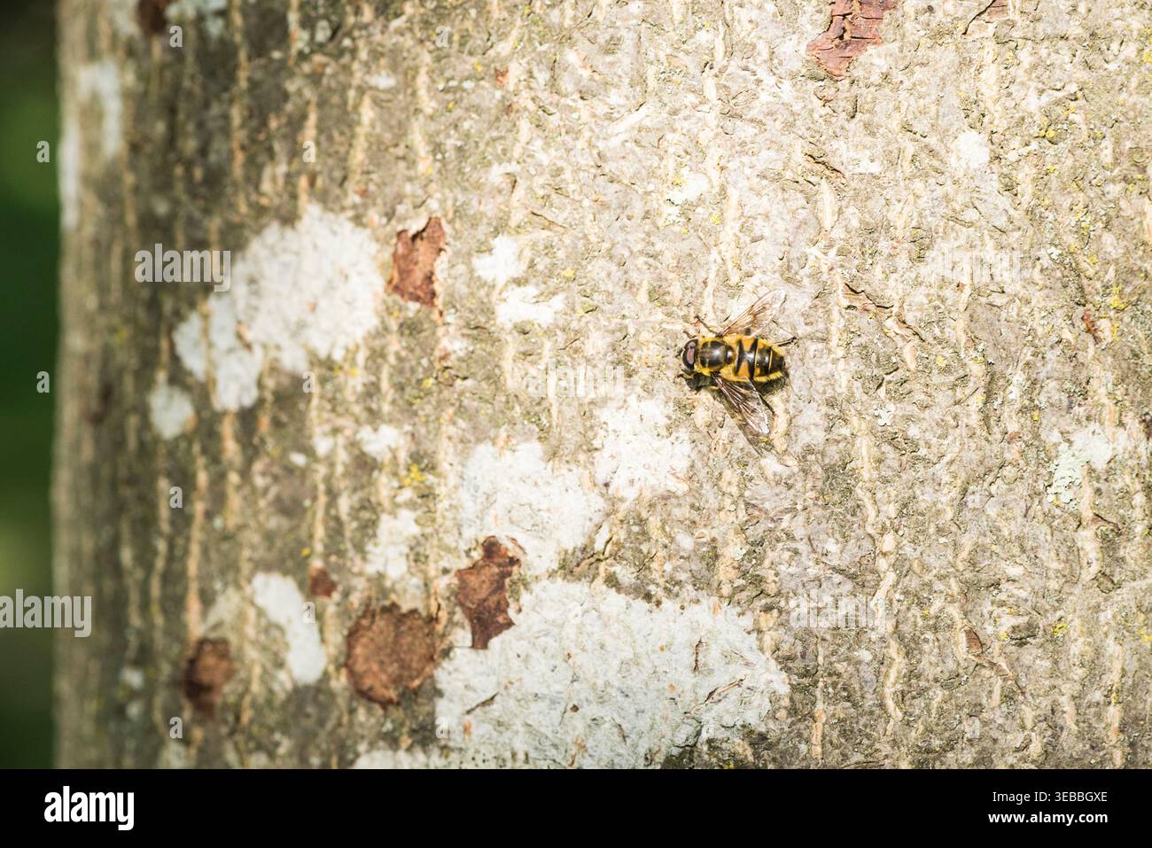 Batman Hoverfly (Myathropa florea) auf einem Baumstamm in Richmond Park, Surrey Stockfoto