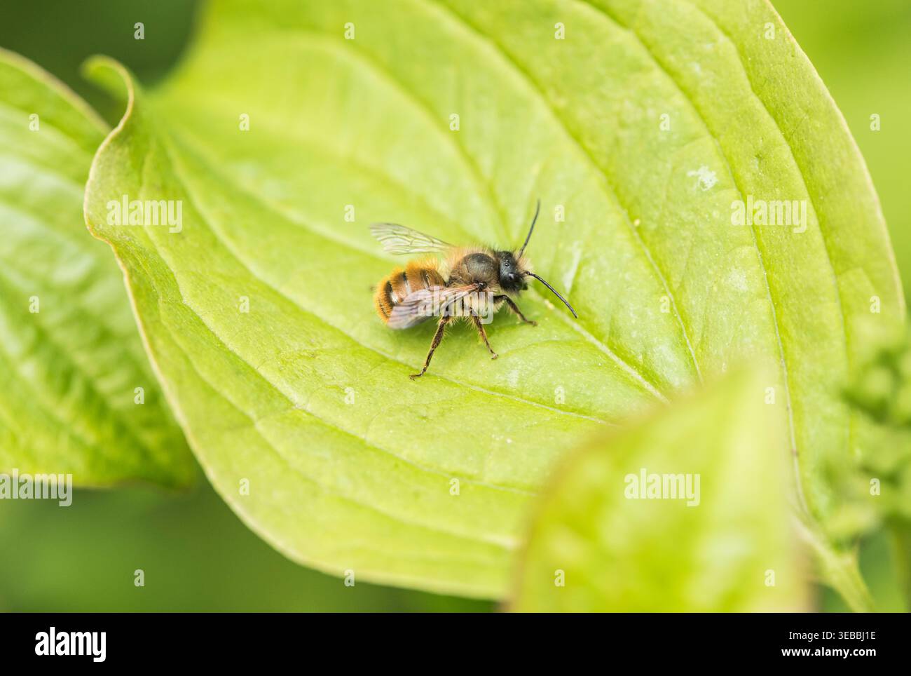 Red Mason Bee (Osmia bicornis), die auf einem Blatt bei Rye Meads, Herts, ruht Stockfoto