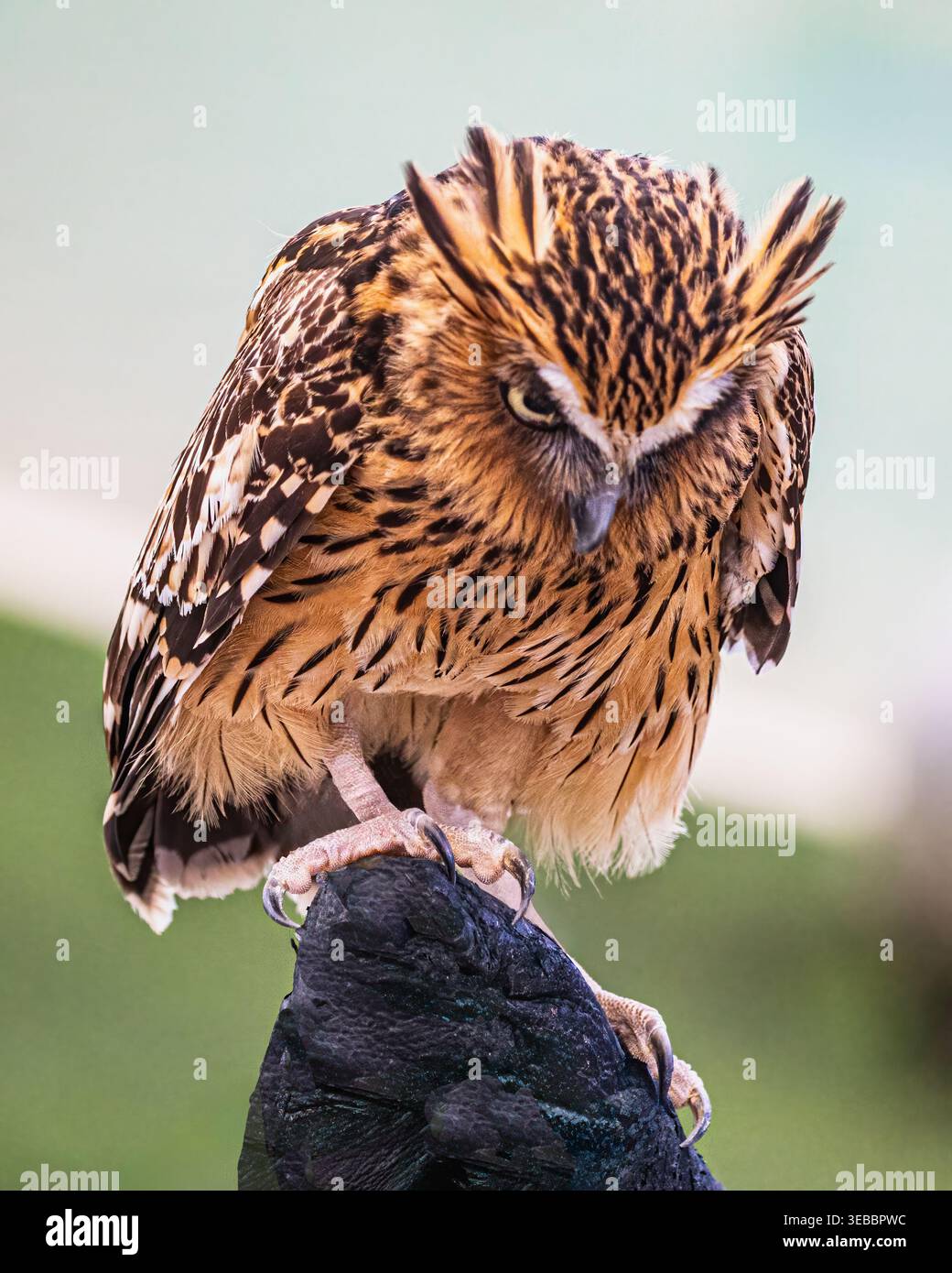 Eine Buffy Fish Owl, die nach unten blickt Stockfoto
