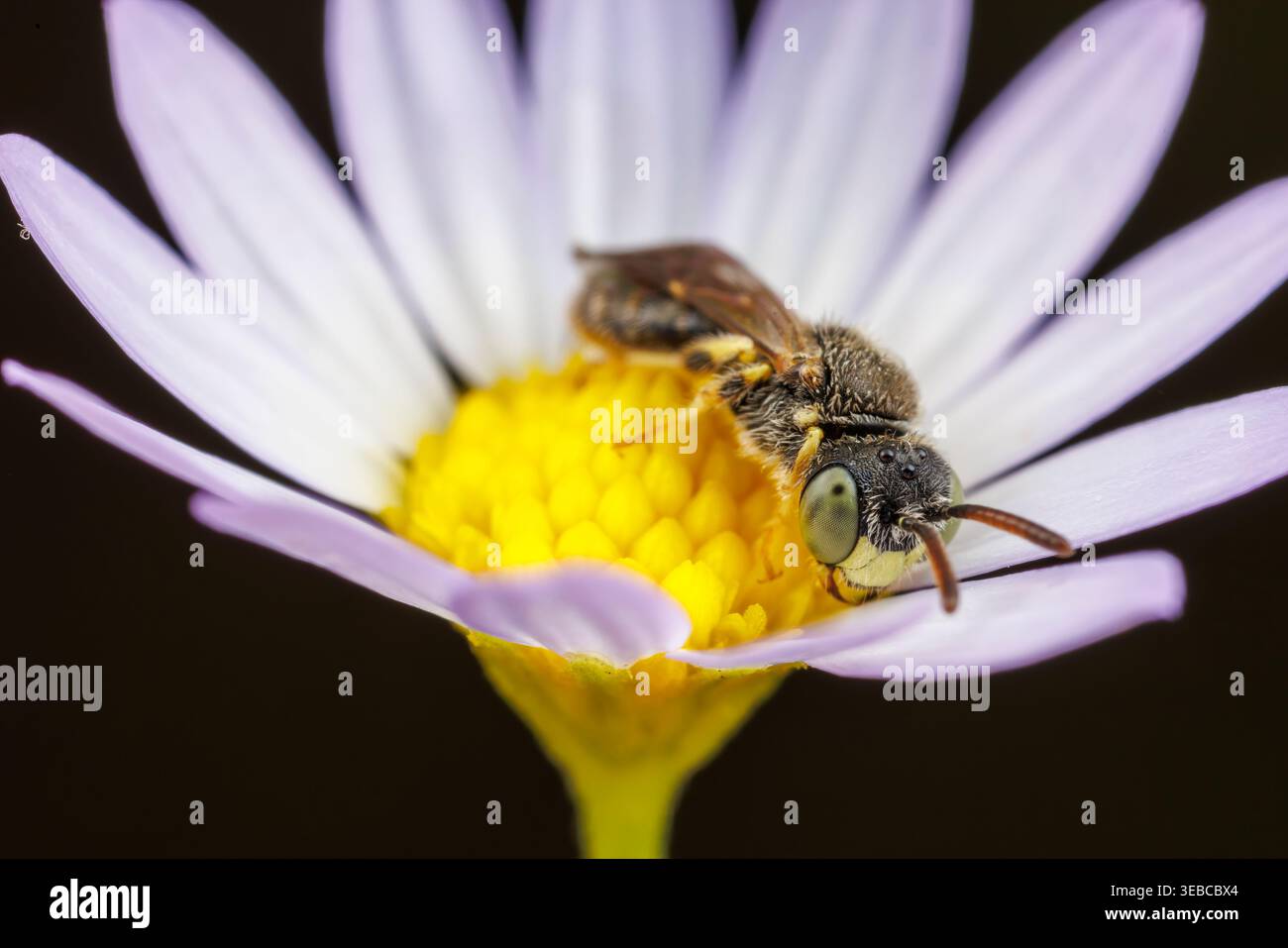 Männliche Feenbiene (Perdita sp.) Auf einer Comanche Western Daisy (Astranthium ciliatum) Stockfoto