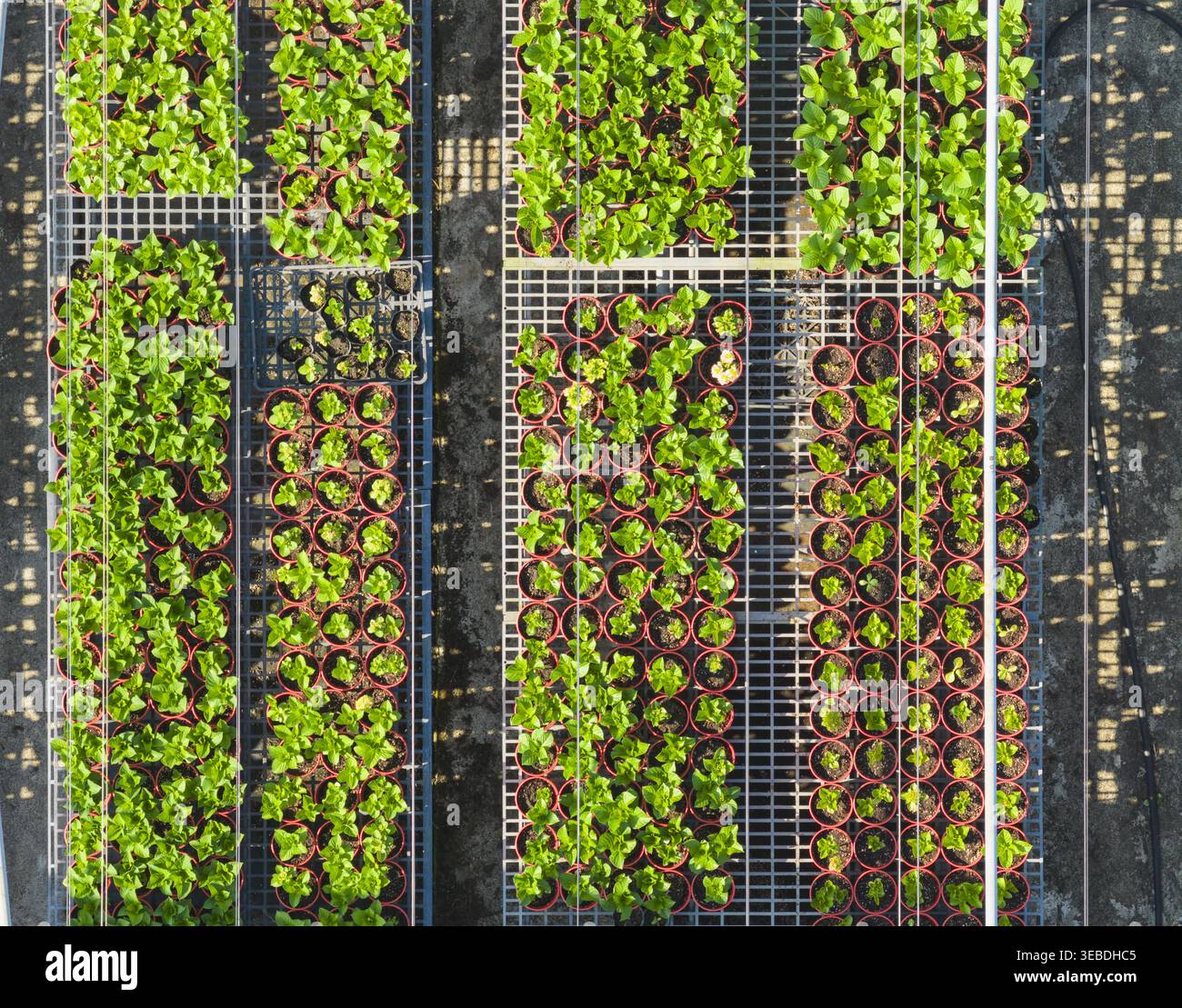 Aus der Vogelperspektive der Hydrangea Flowers Gärtnerei mit Reihen junger grüner Pflanzen in Töpfen auf Metallregalen unter hellem Sonnenlicht in Taiwan. Stockfoto