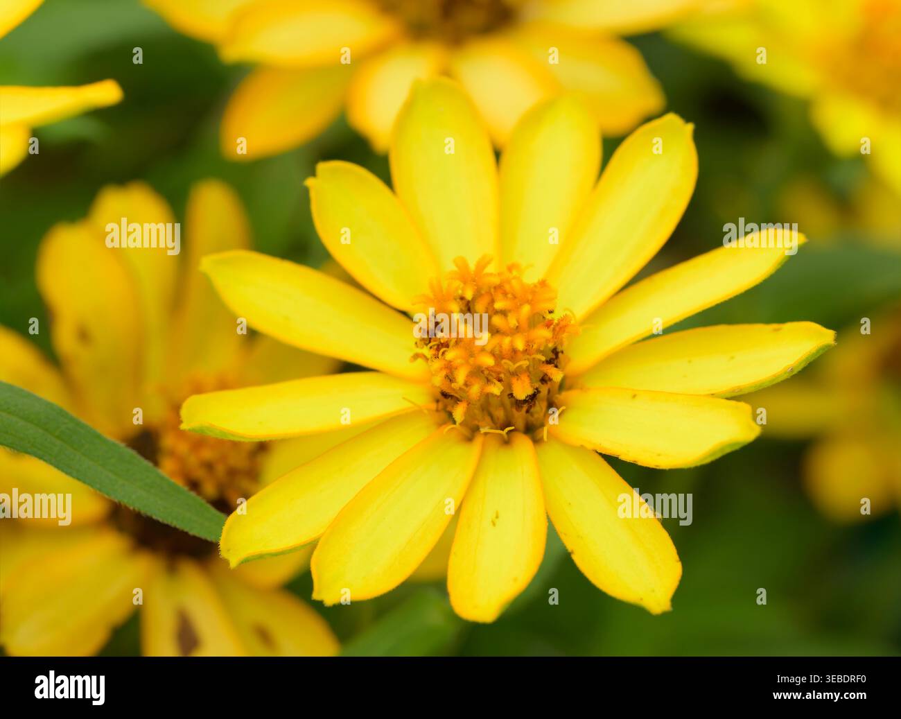 Nahaufnahme einer leuchtend gelben Miniatur-Zinnia im Sommergarten Stockfoto