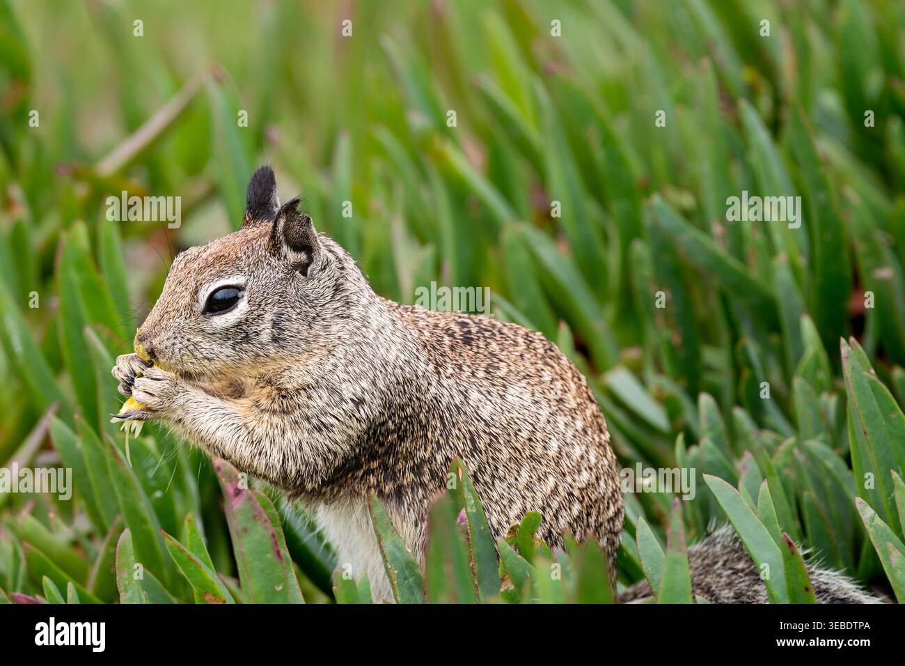 Gemahlenes Eichhörnchen, das eine gelbe Blume aus nächster Nähe isst Stockfoto