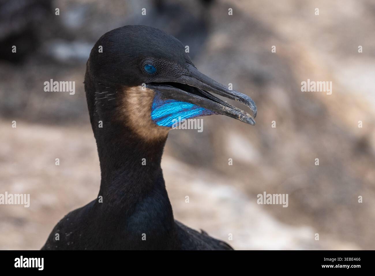 Brandts Kormoran thronte in La Jolla, Cove, Nahaufnahme mit leuchtendem blauem Auge und blauem Rückentasche Stockfoto