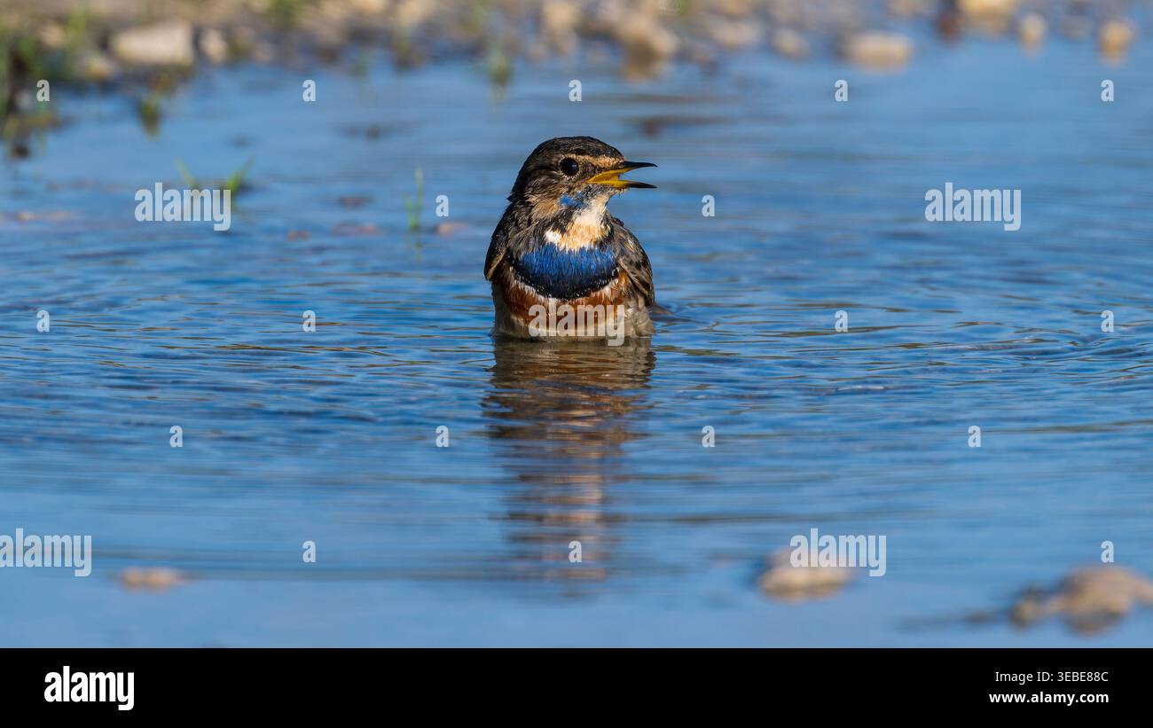 Erwachsener männlicher Bluethroat, der in einer Pfütze auf einem Pfad neben der Lagune von Obidos in Portugal baden kann Stockfoto