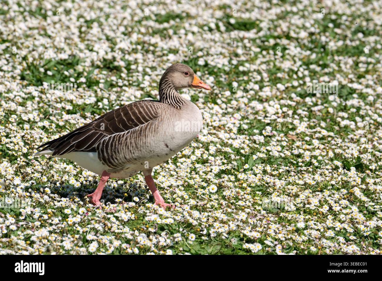 Graugans, Anser Anser an Land, graubraune Gans mit rosa Beinen und orangefarbenem Schnabel, schwer zwischen Geschlechtern zu unterscheiden Stockfoto