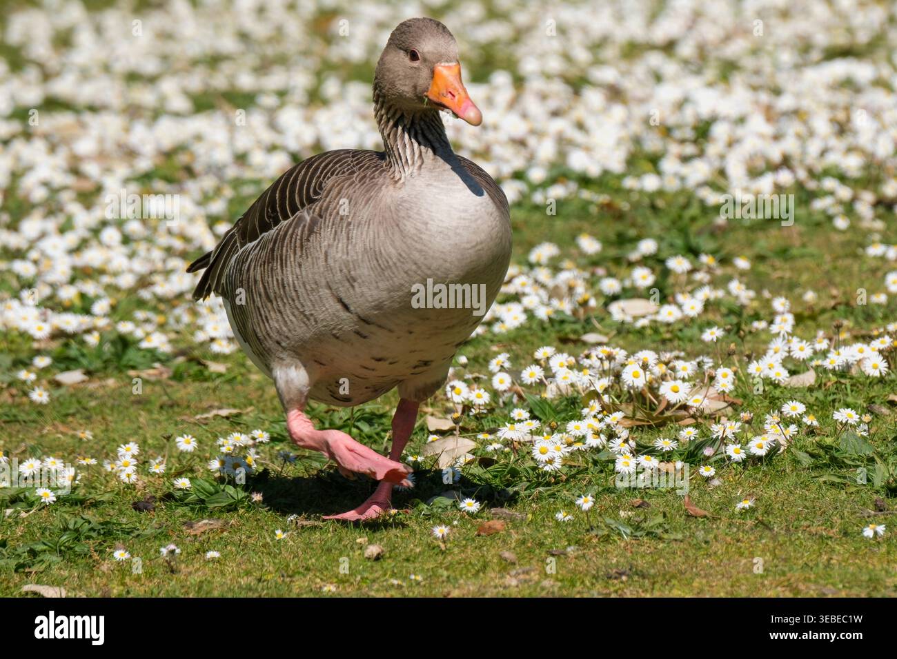 Graugans, Anser Anser an Land, graubraune Gans mit rosa Beinen und orangefarbenem Schnabel, schwer zwischen Geschlechtern zu unterscheiden Stockfoto