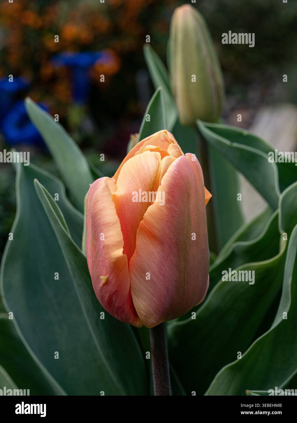 Nahaufnahme eines einzelnen orangen Fowers von Tulip 'Jimmy' Stockfoto