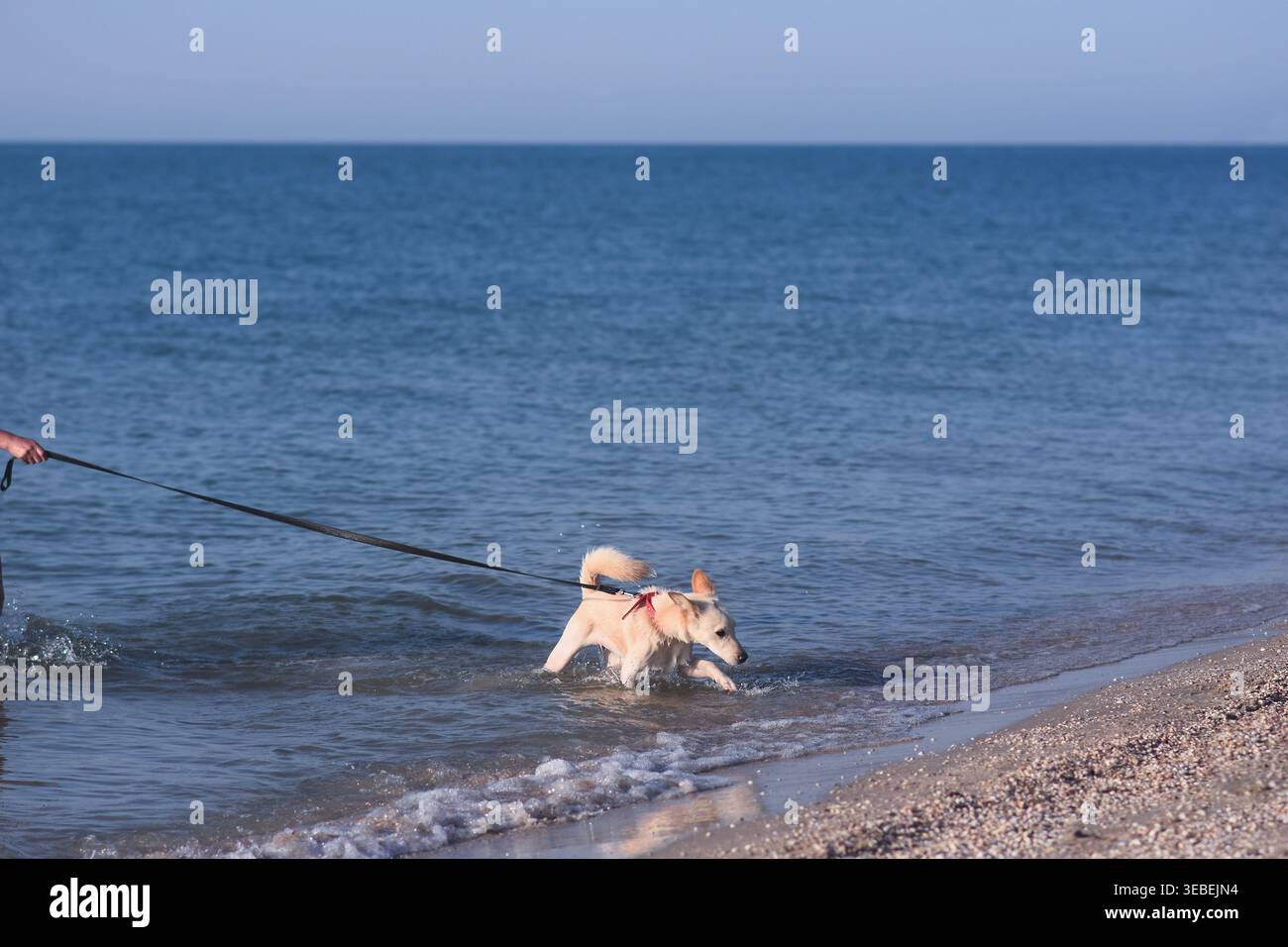 Hund läuft an der Leine durch sanfte Brandung am Ufer. Verspielter Hund, der mit Spritzern aus dem Wasser springt, Haustier in Meereslandschaft darunter Stockfoto