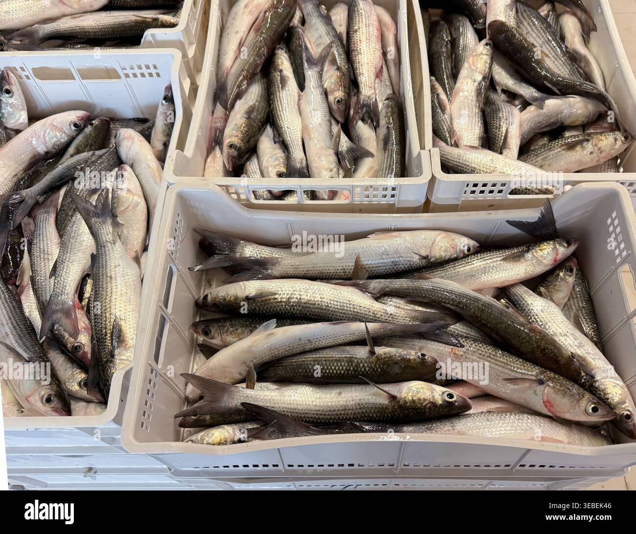 Frisch gefangener Fisch, gestapelt in Containern Fischmarkt Details Stockfoto