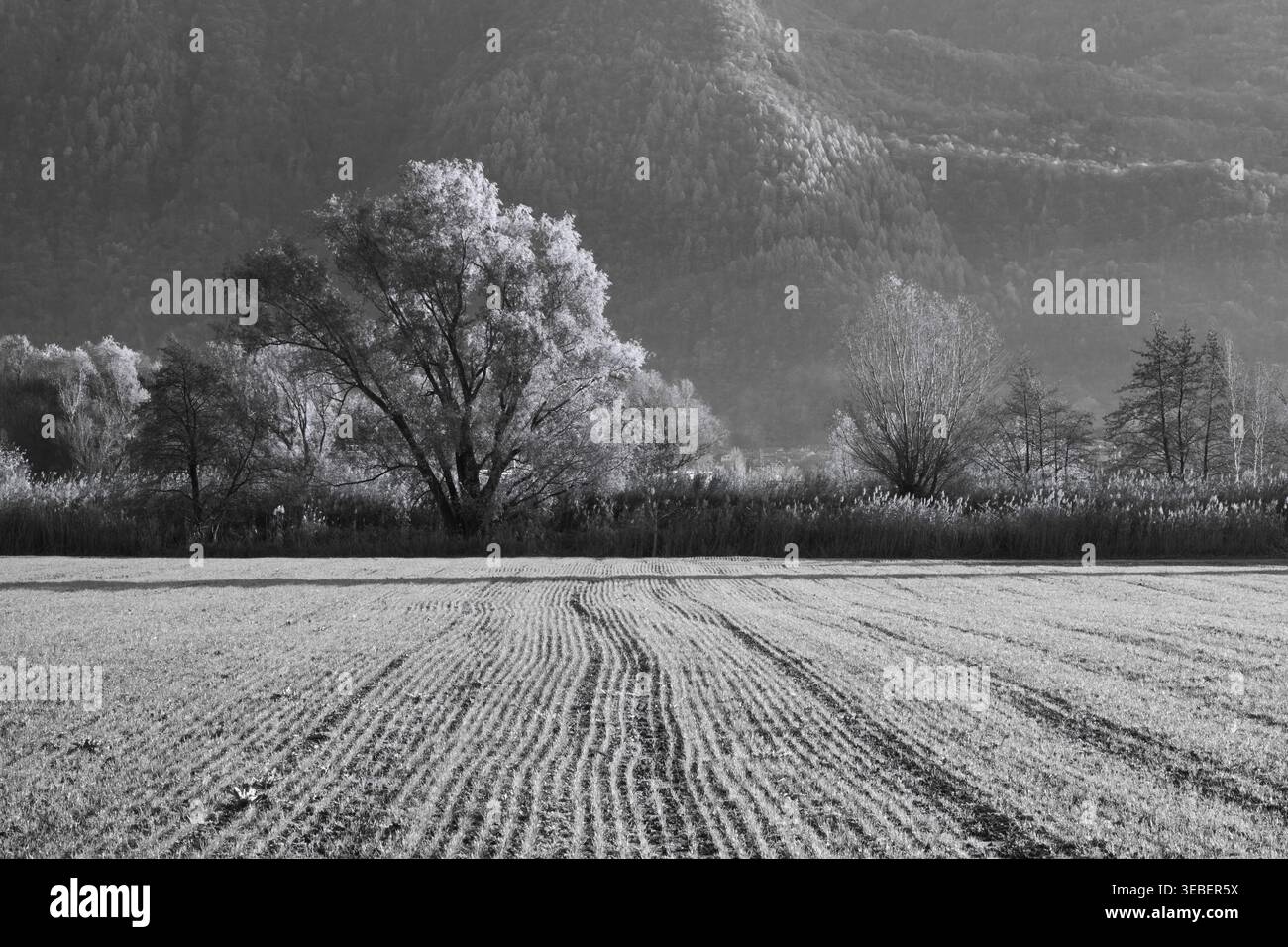 Schwarz-weiß-Blick auf das Naturreservat Pian di Spagna, Italien, mit bebauten Feldern, Bäumen und Berglandschaft. Stockfoto