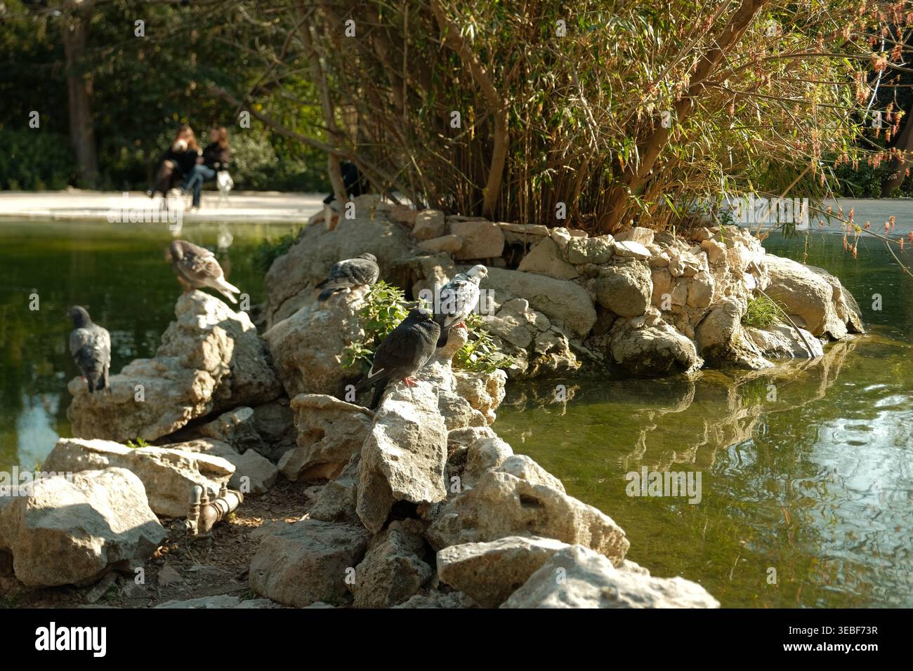 Mehrere Tauben sitzen auf verwitterten Felsen, die einen ruhigen, grünen Teich umgeben, mit üppiger Vegetation und weit entfernten Parkbesuchern im Hintergrund Stockfoto