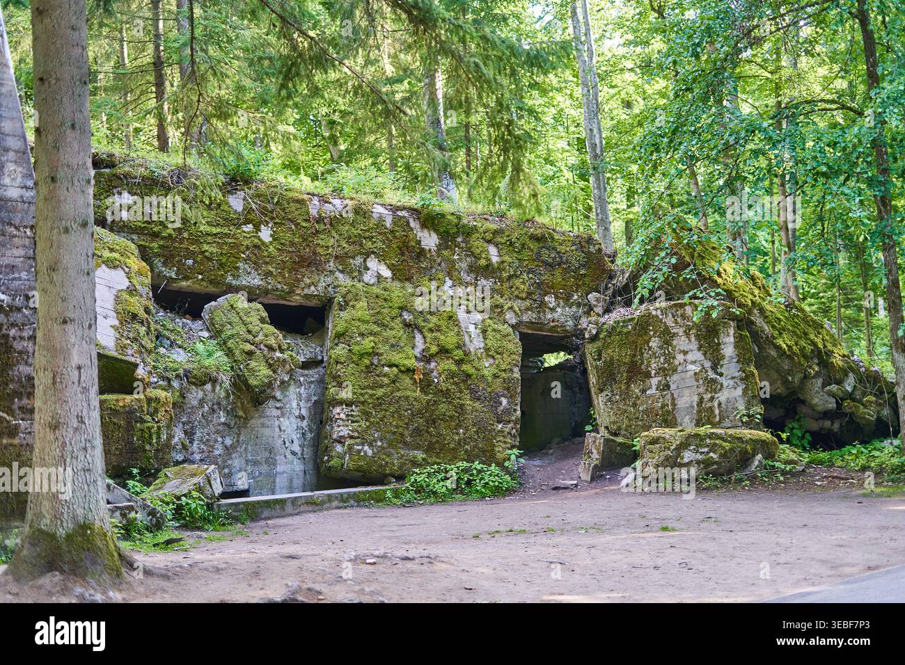 Eine stark beschädigte Betonruine eines Militärbunkers, bedeckt mit dichtem grünem Moos und Vegetation, gelegen in einer üppigen Waldlandschaft. Aus der Zeit des Zweiten Weltkriegs Stockfoto