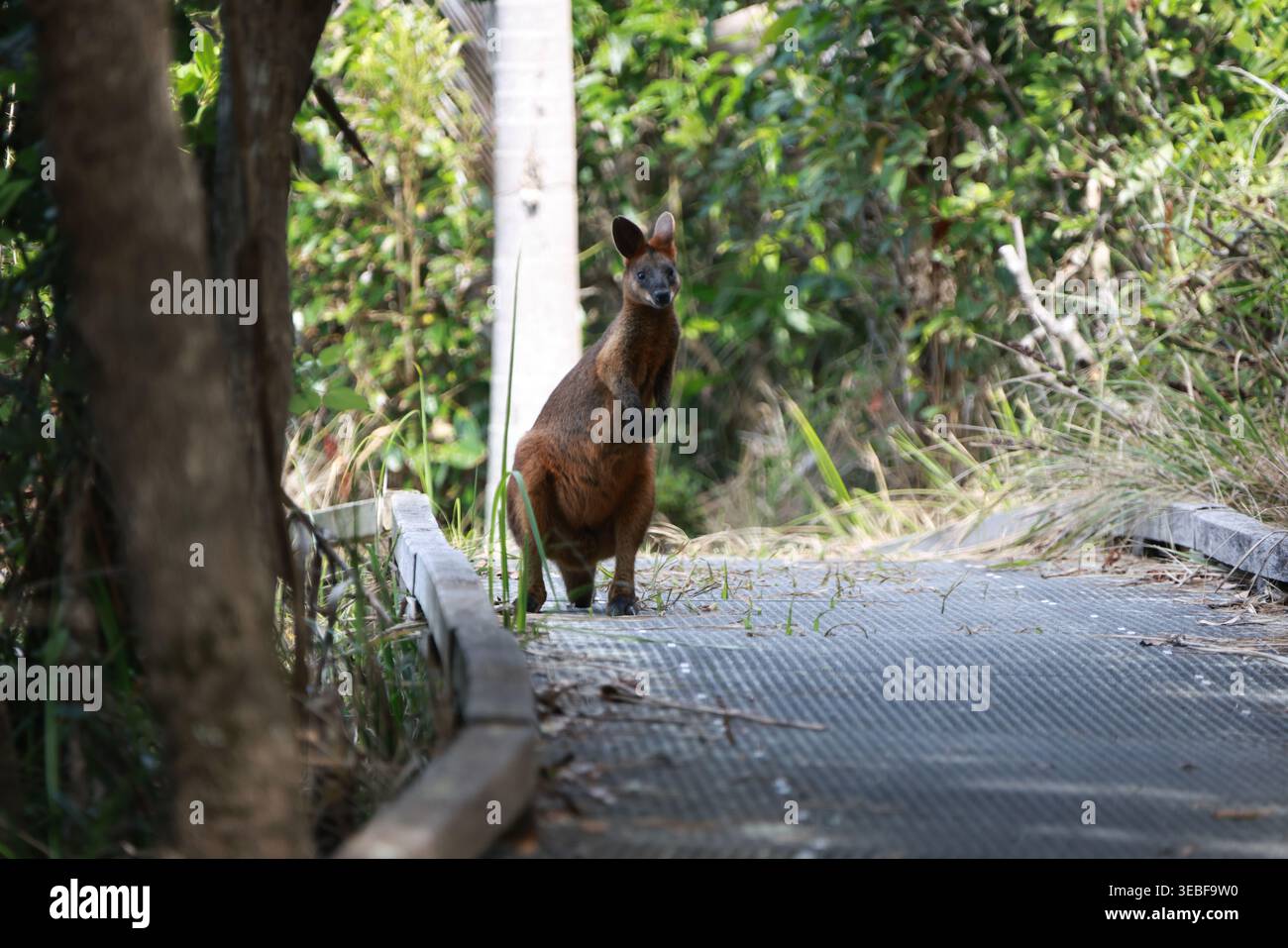 Coffs Harbour, NSW, Australien. 30. März 2026. Das Sumpfwallaby, ein kleines Beuteltier von Makropoden im Osten Australiens, das auf der Einzelinsel abgebildet ist Stockfoto