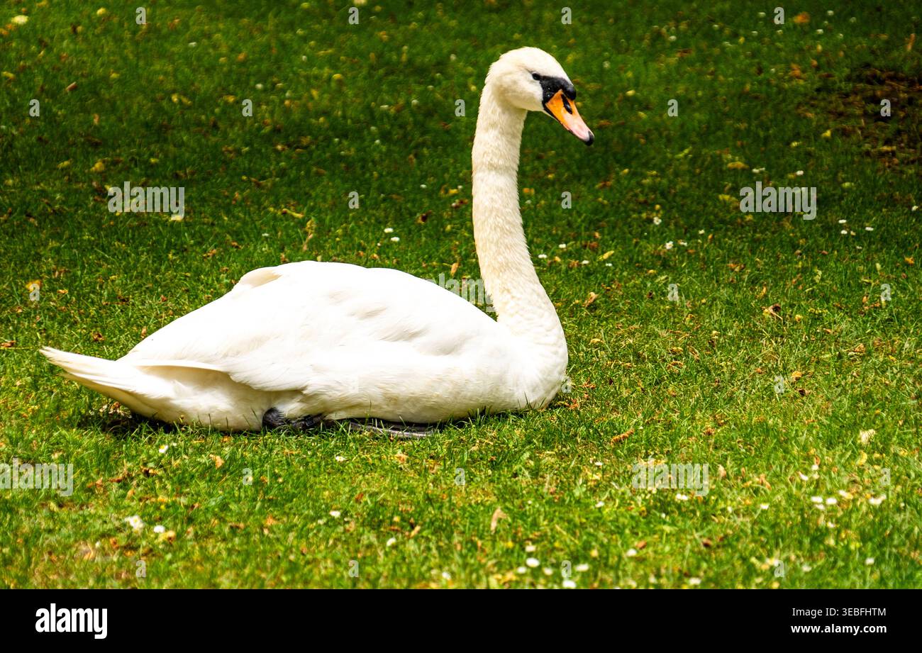 Weißer Schwan auf grünem Gras im Park, Seitenansicht mit langem Hals und orangefarbenem Schnabel, ruhige Natur-Szene mit Kopierraum Stockfoto