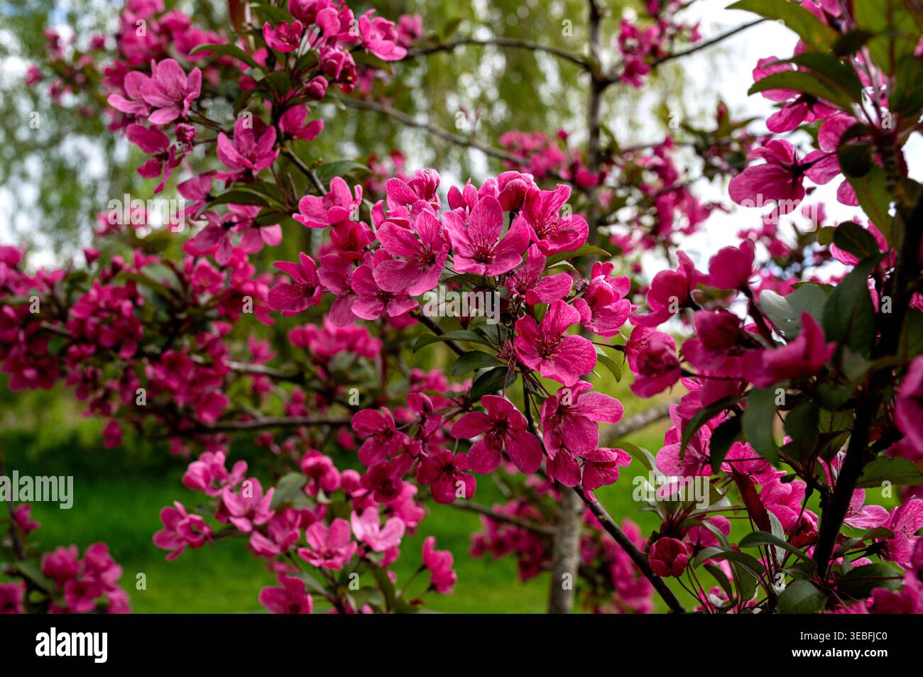 Krabbenapfel Prairifire, Rosaceae. Rosa Blüte im Frühling. Stockfoto