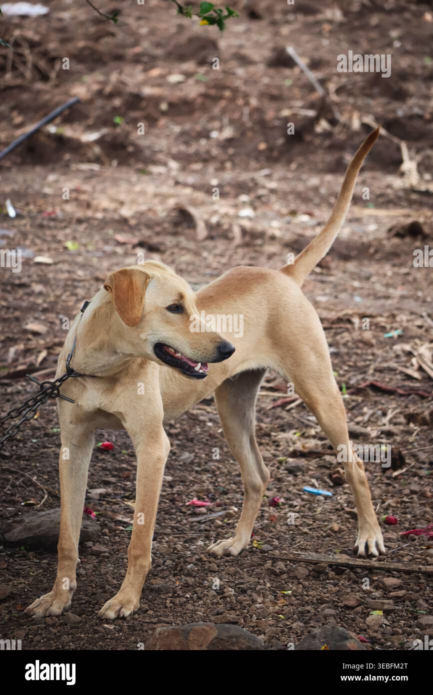 Gefesselte gemischte Rasse Hund in der Natur. Hochauflösendes Außenporträt eines hellbraunen Haushundes mit leicht herausgezogener Zunge. Stockfoto