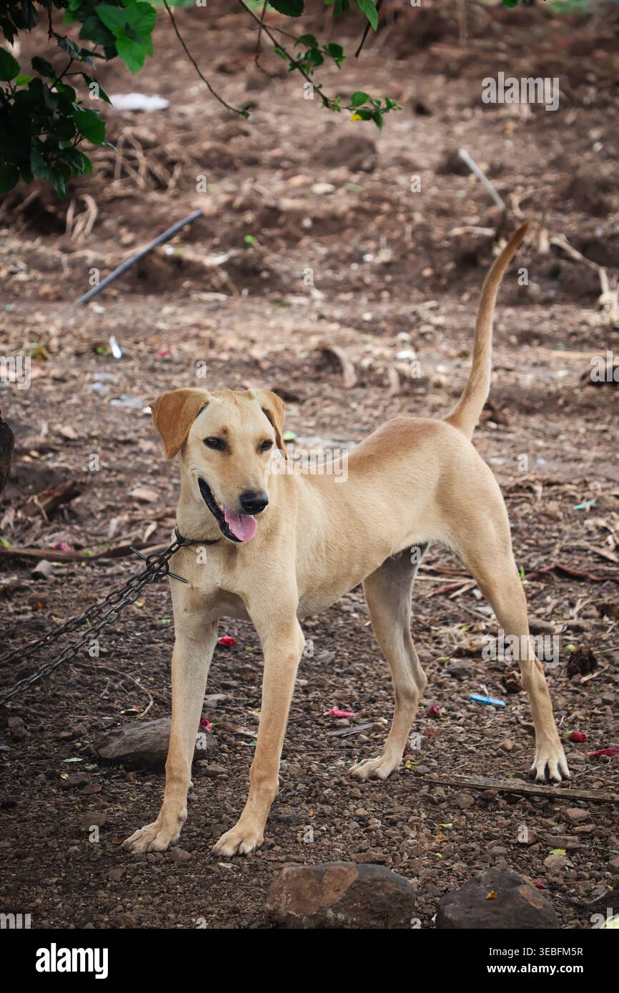 Slim Tan Dog beobachtet aufmerksam in ländlicher Umgebung. Detailliertes vertikales Porträt eines kurzhaarigen braunen Hundes, der auf unebenem Gelände steht. Stockfoto