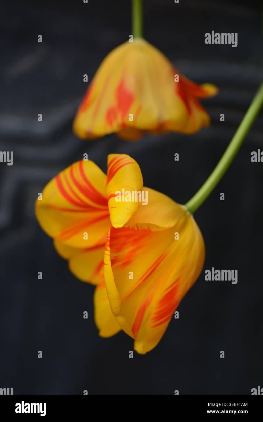 Gelbe Tulpenblüte, Tulpe „Olympic Flame“, Darwin Hybrid-Tulpensorte, mit blutroten Flammen überzogen. Stockfoto